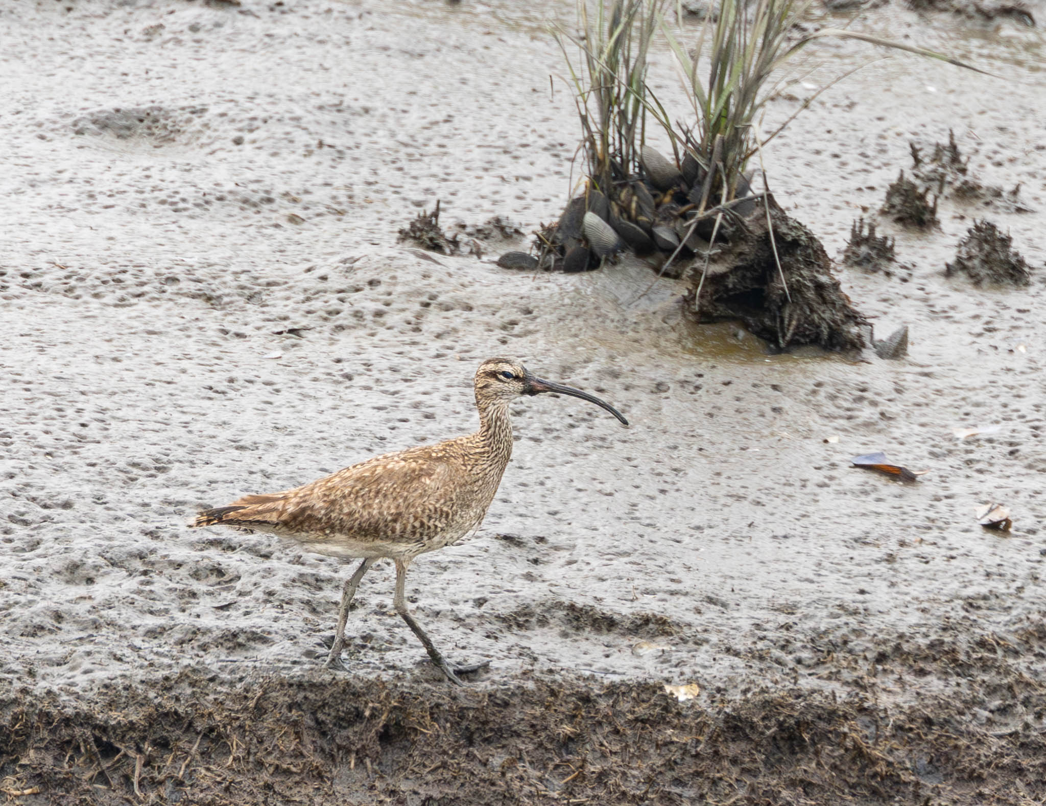 Whimbrel