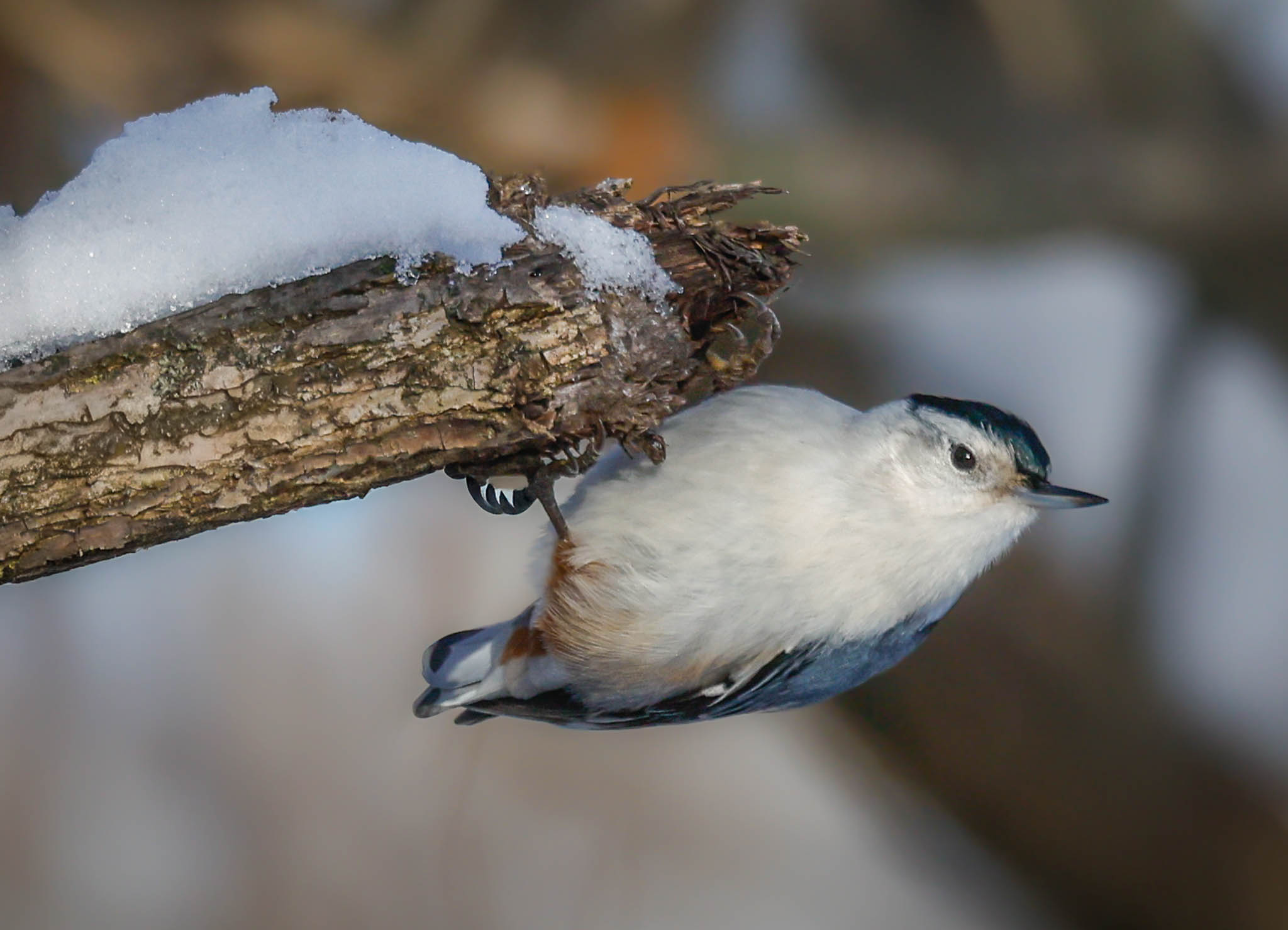 White-breasted Nuthatch