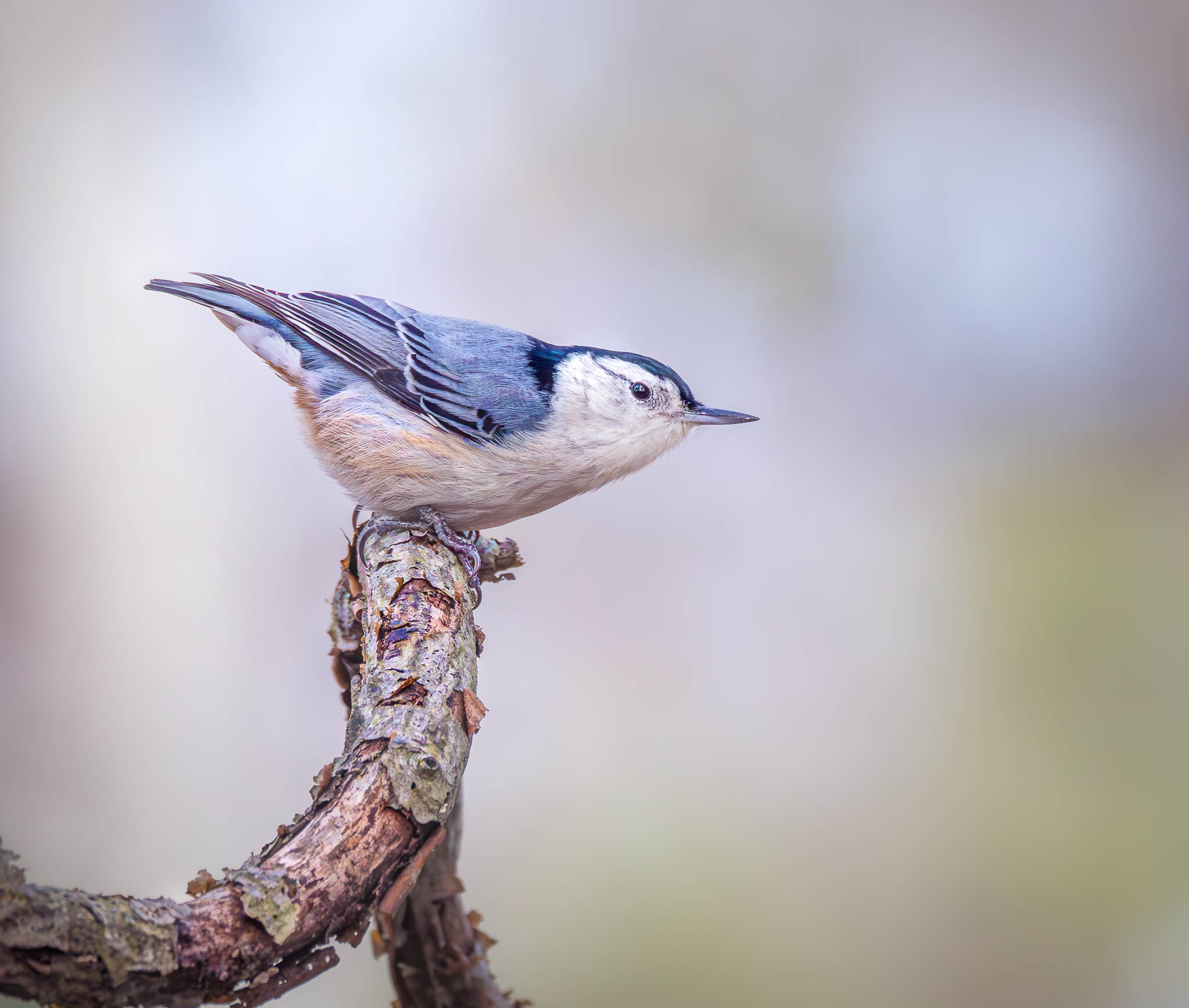 White-breasted Nuthatch