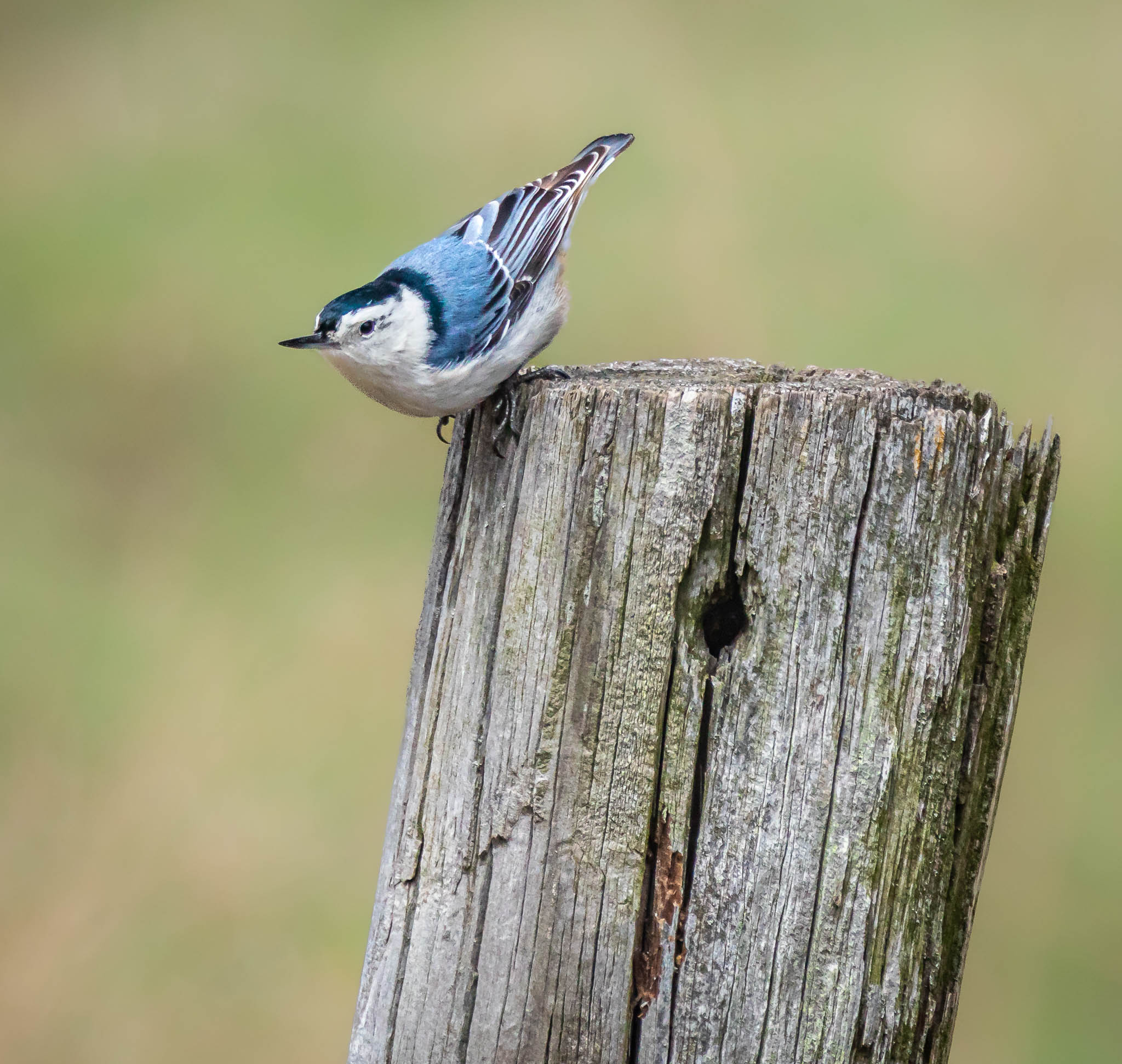 White-breasted Nuthatch
