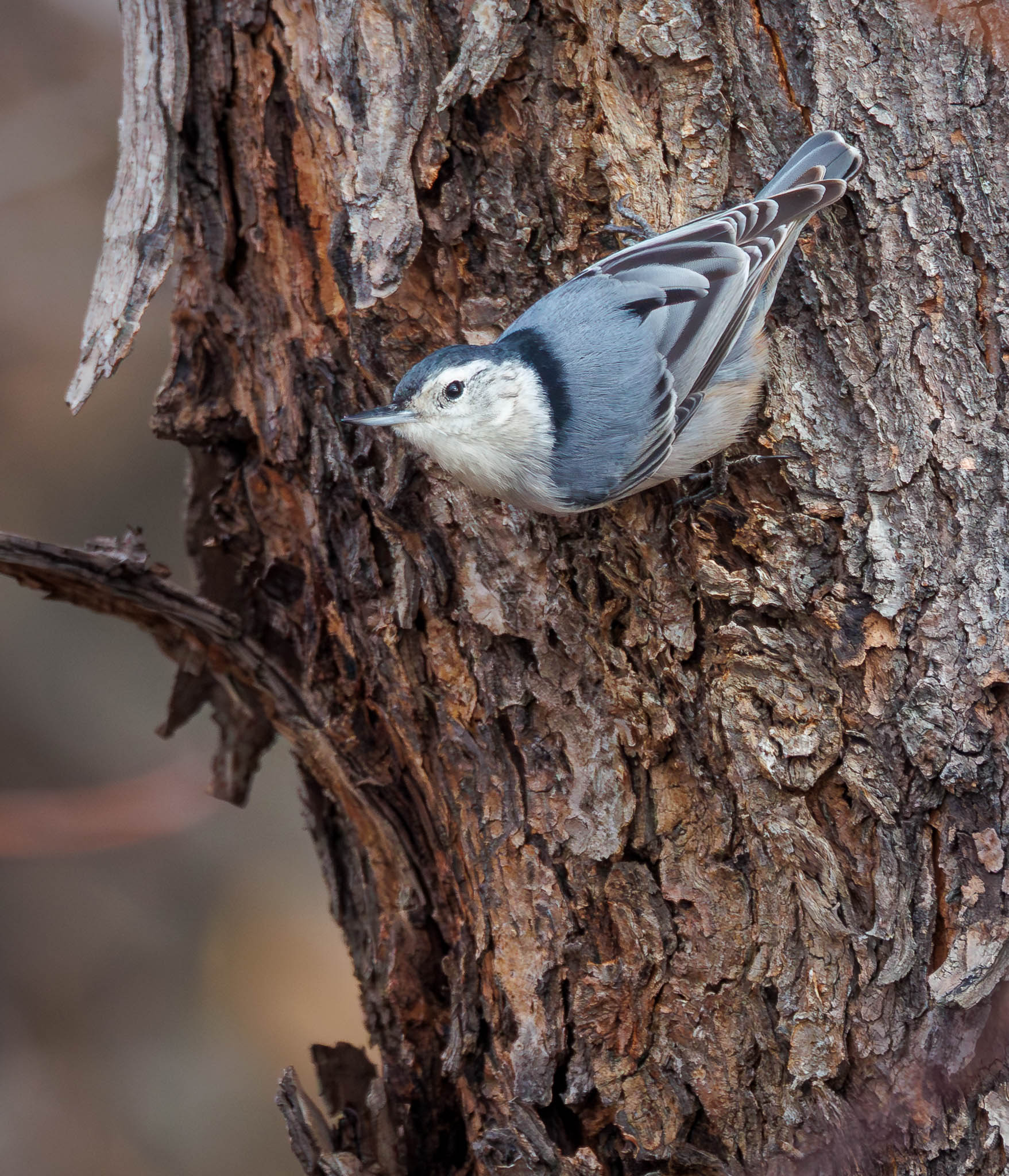 White-breasted Nuthatch