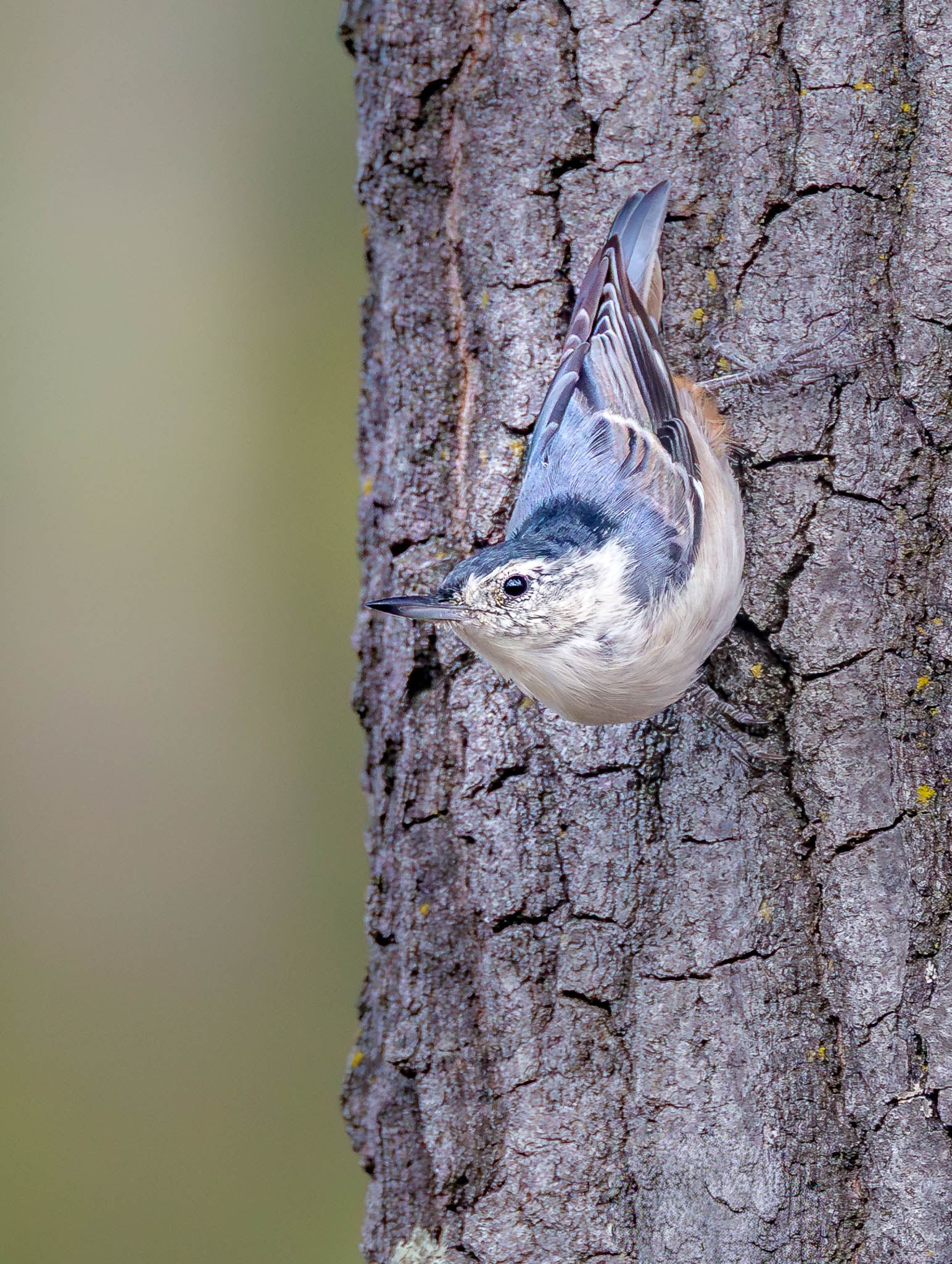 White-breasted Nuthatch