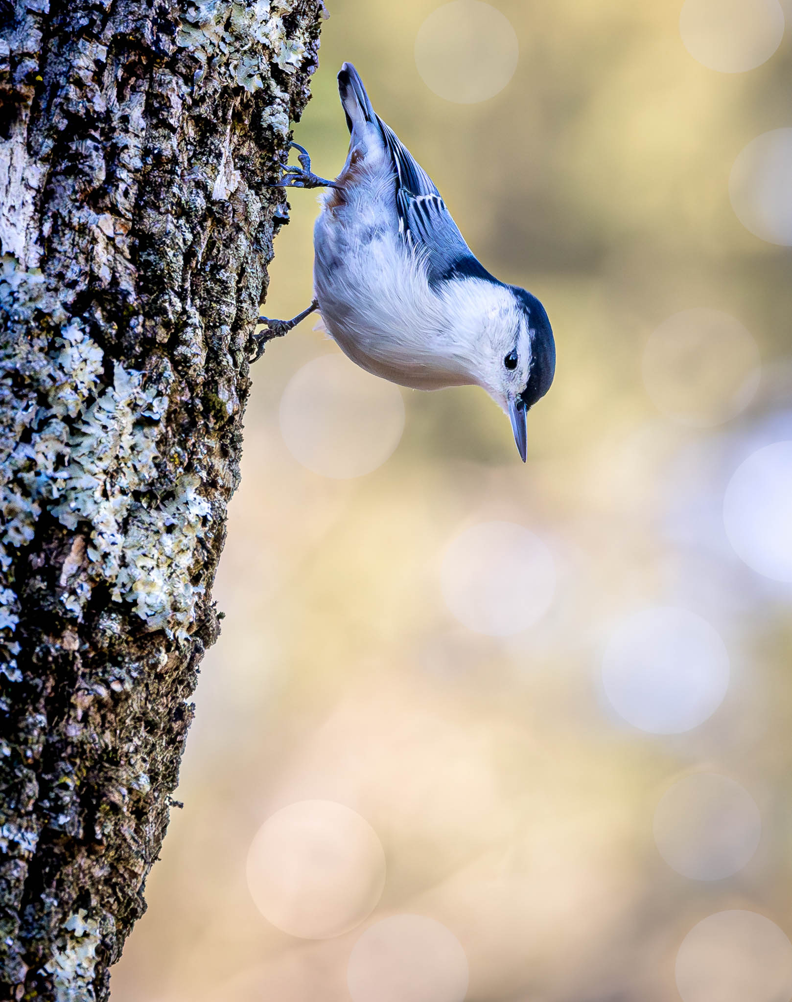 White-breasted Nuthatch