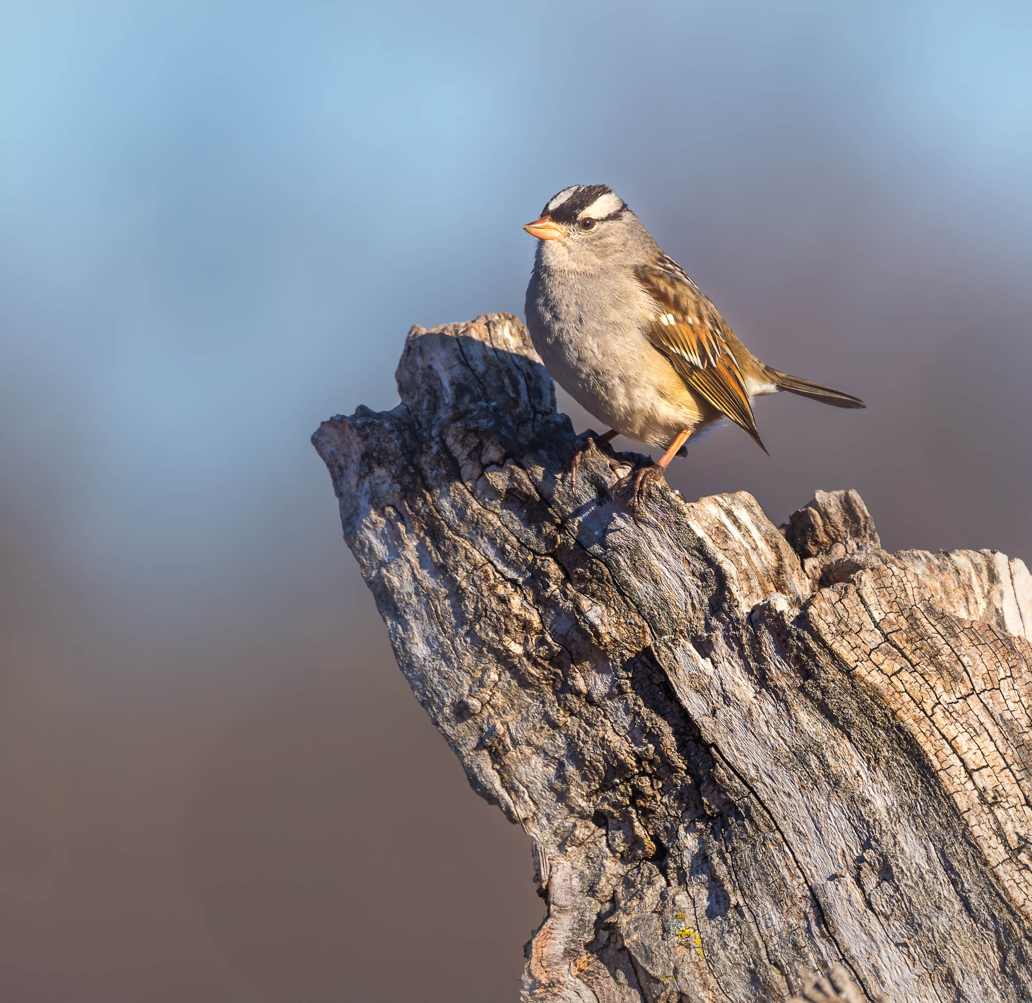 White-crowned Sparrow