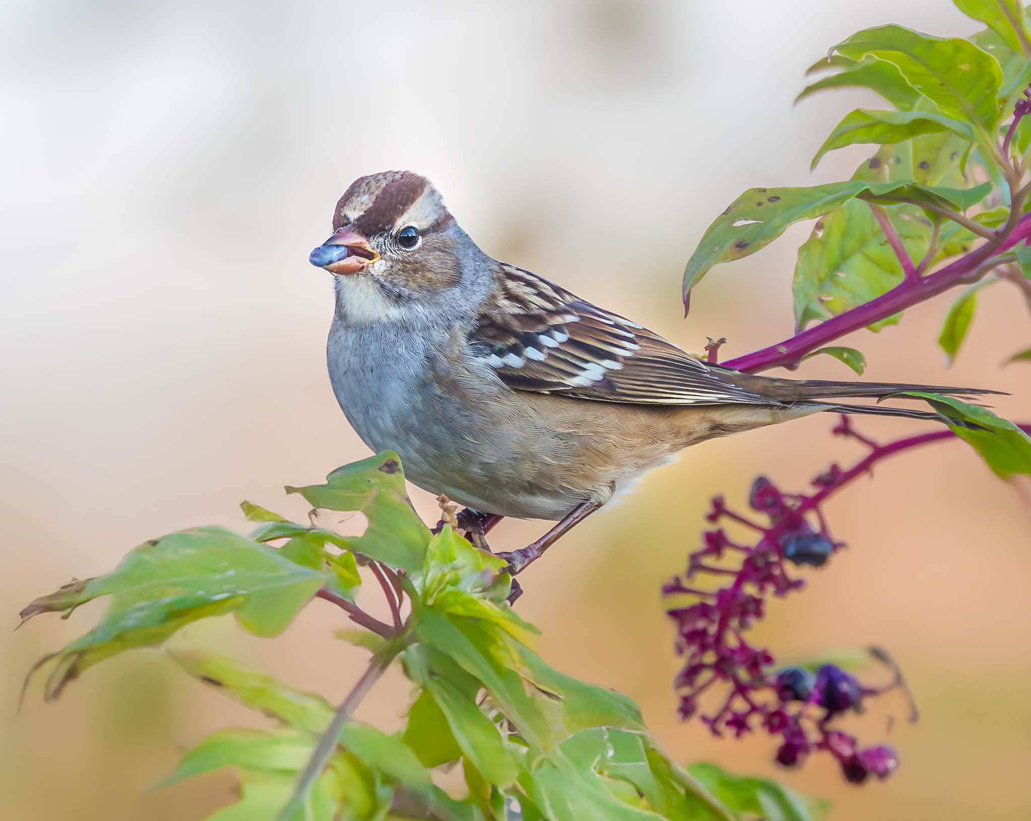 White-crowned Sparrow