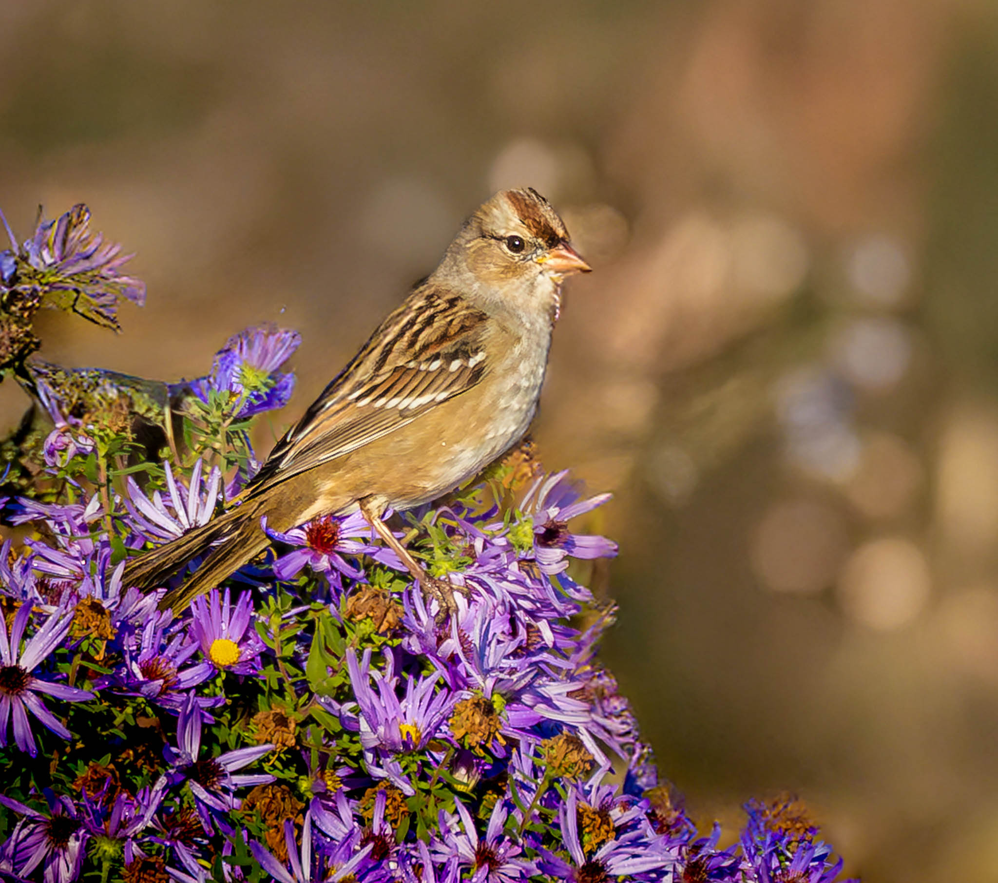White-crowned Sparrow
