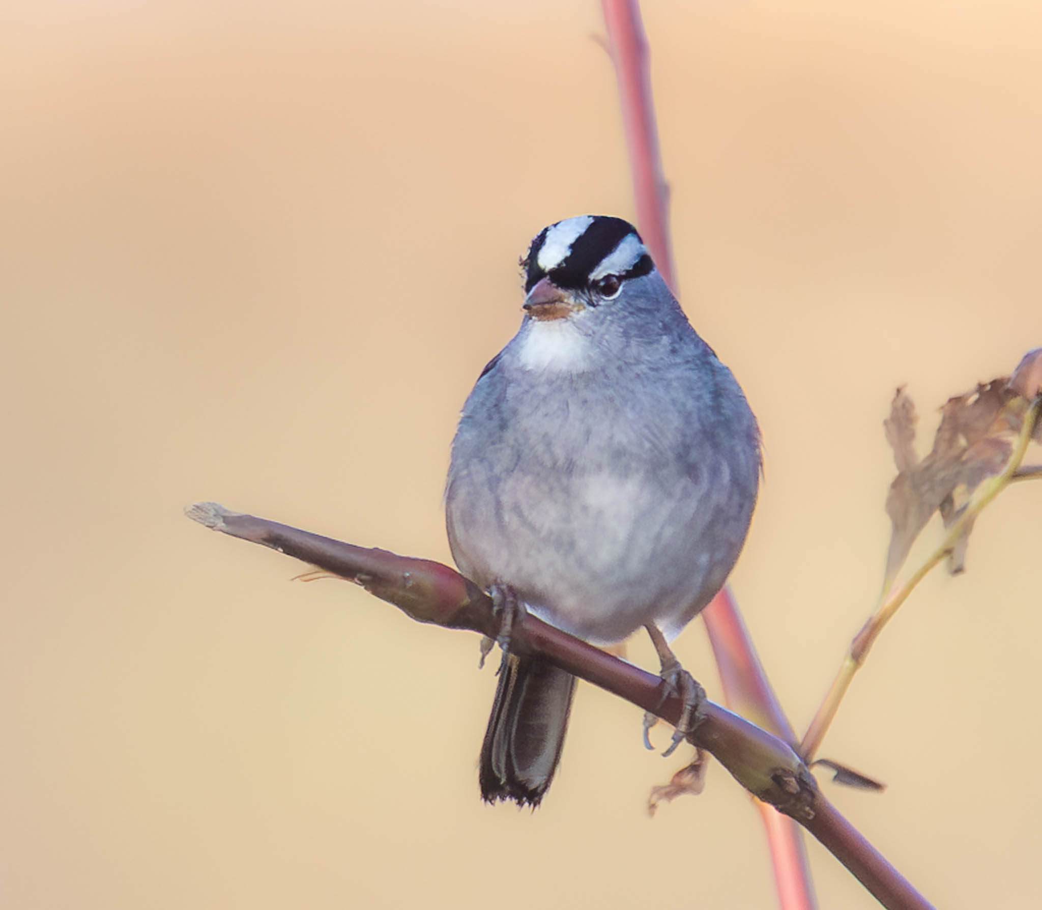 White-crowned Sparrow