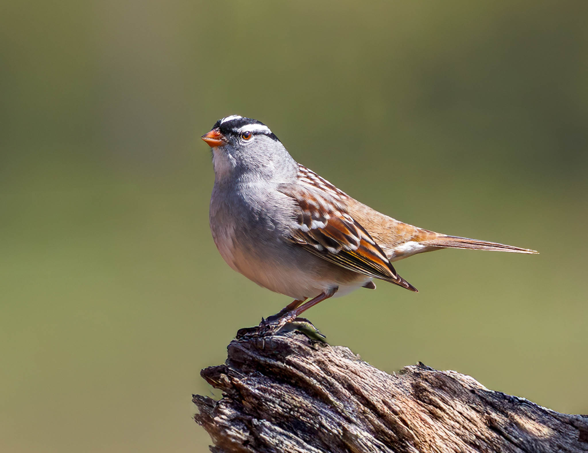 White-crowned Sparrow