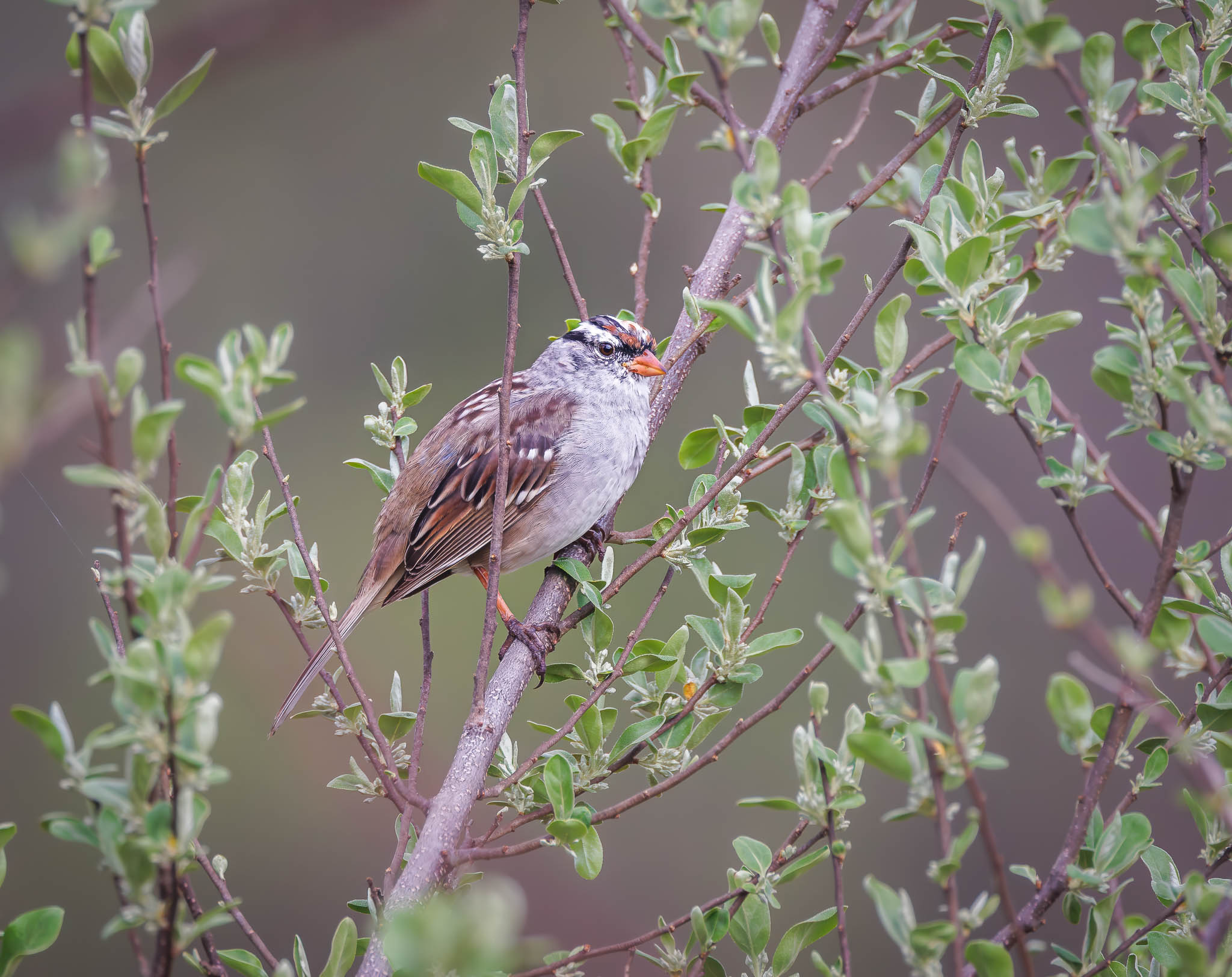 White-crowned Sparrow