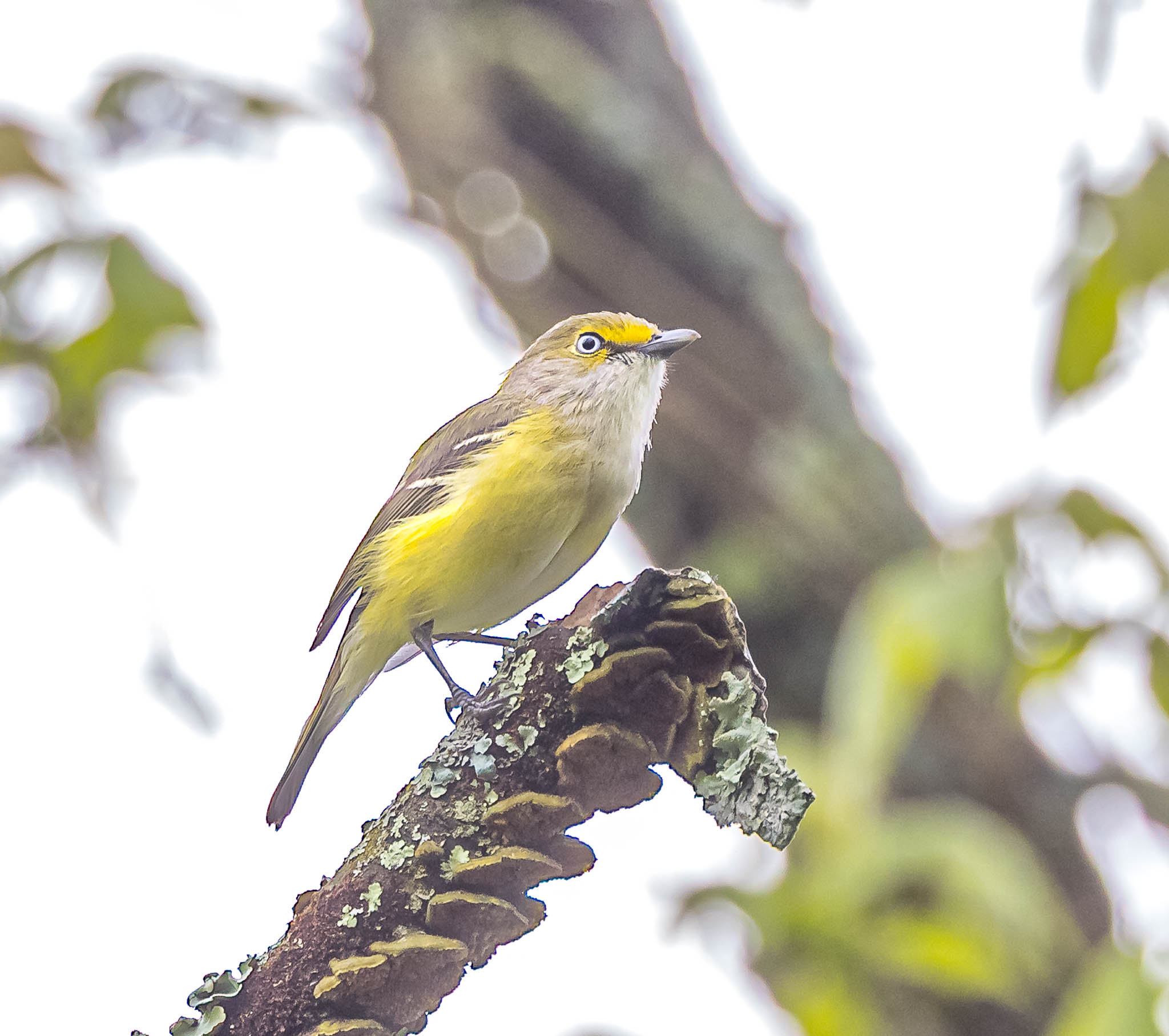 White-eyed Vireo