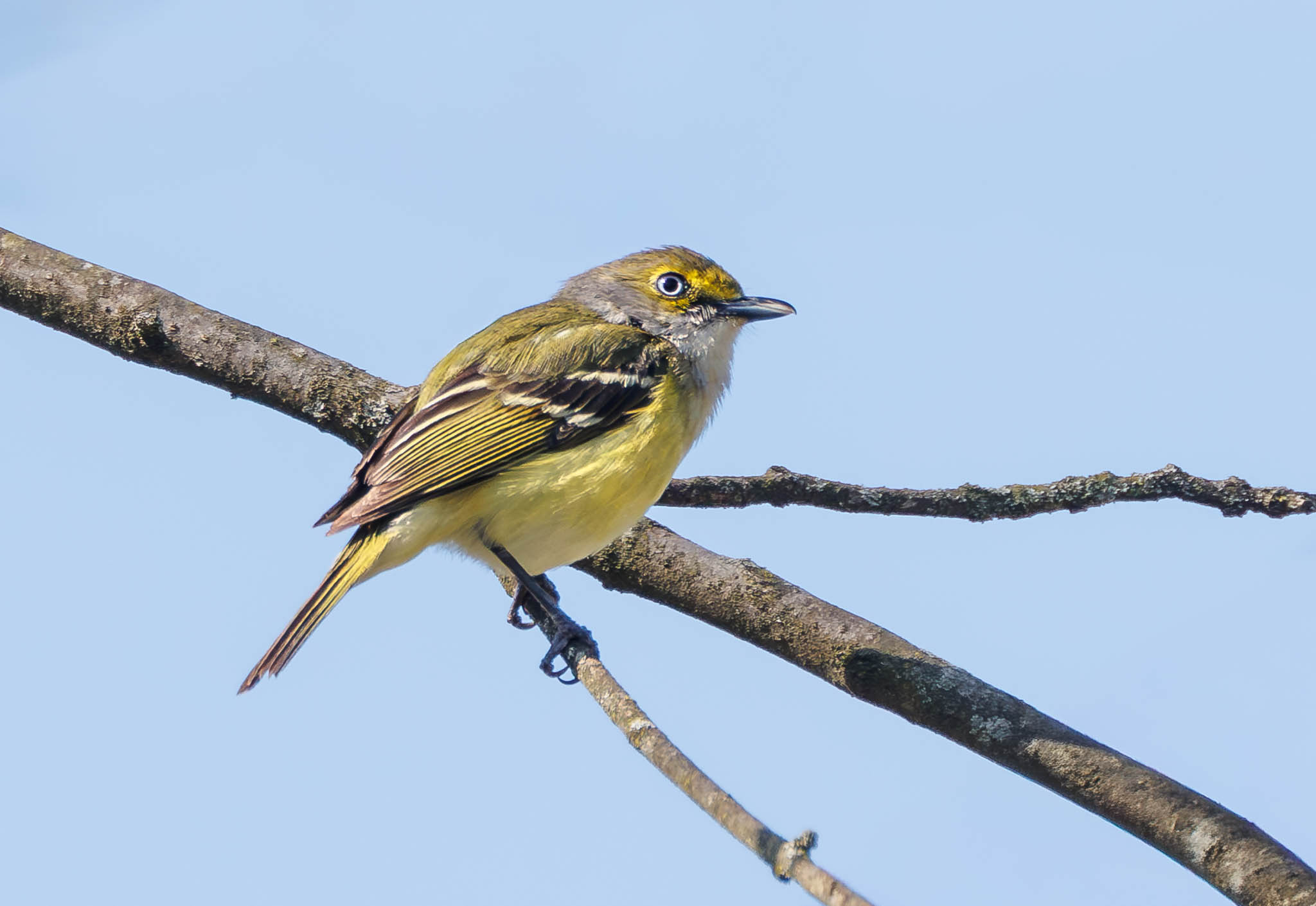 White-eyed Vireo