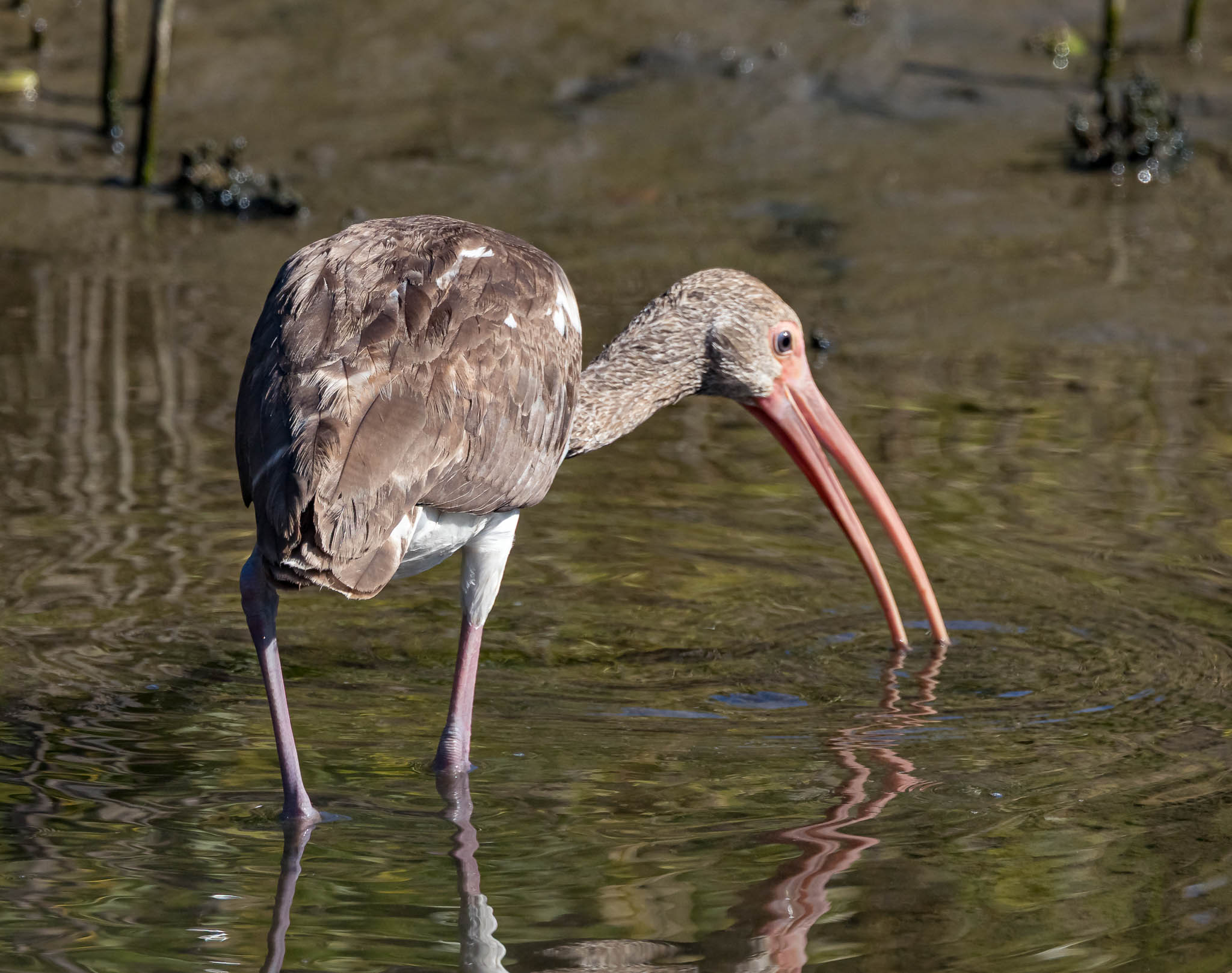 White Ibis