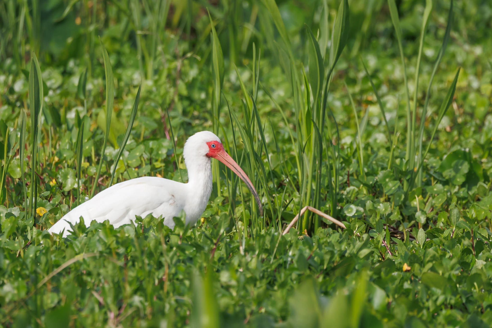 White Ibis