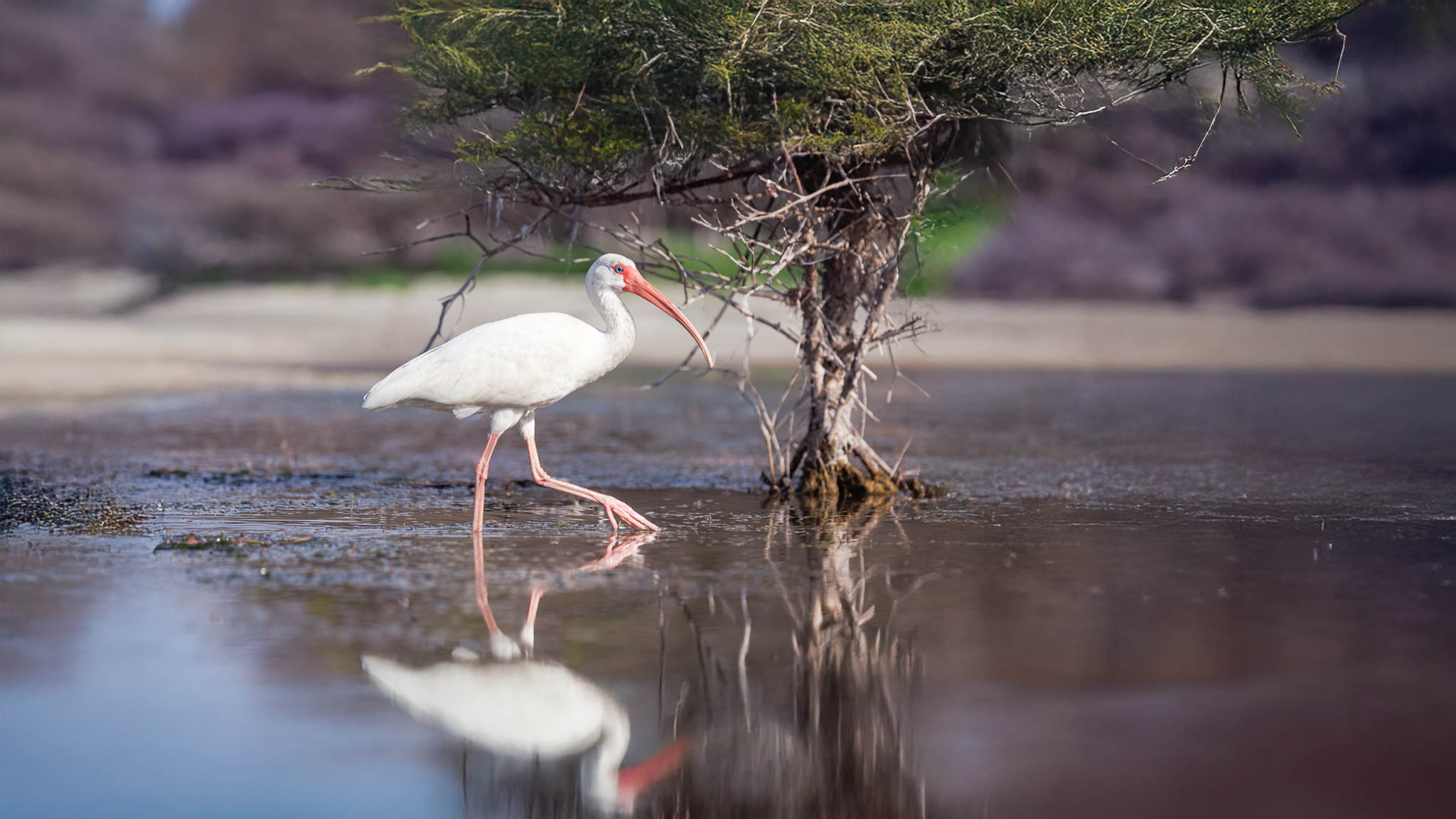 White Ibis