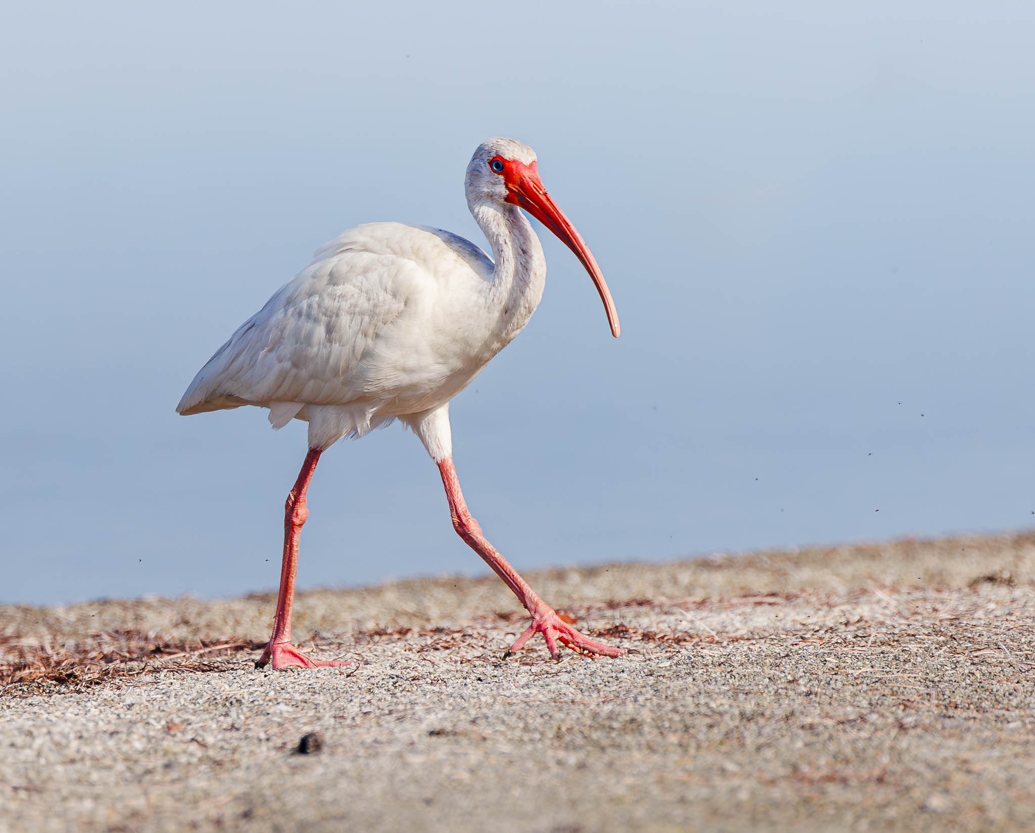 White Ibis