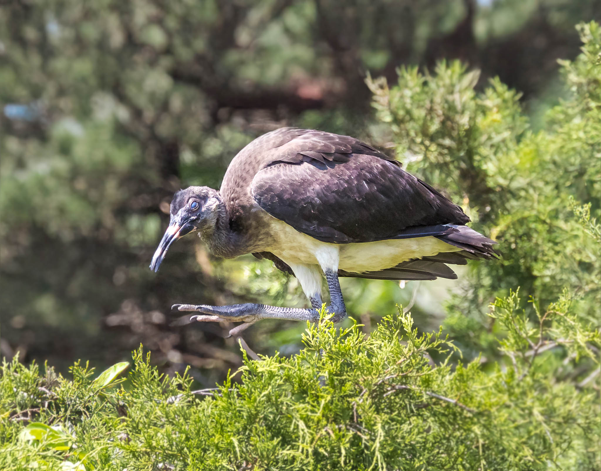 White Ibis