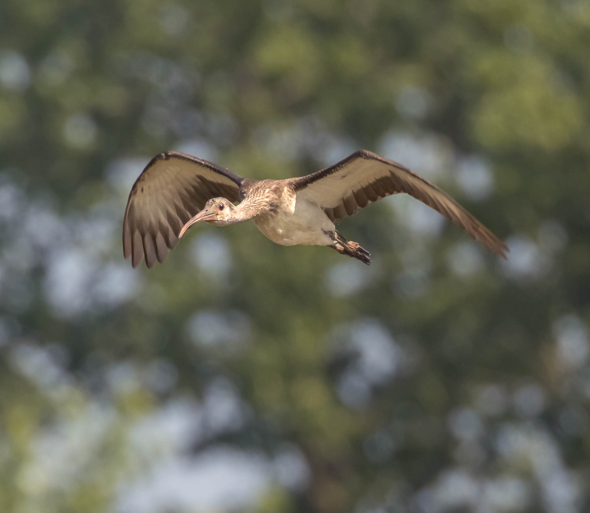 White Ibis