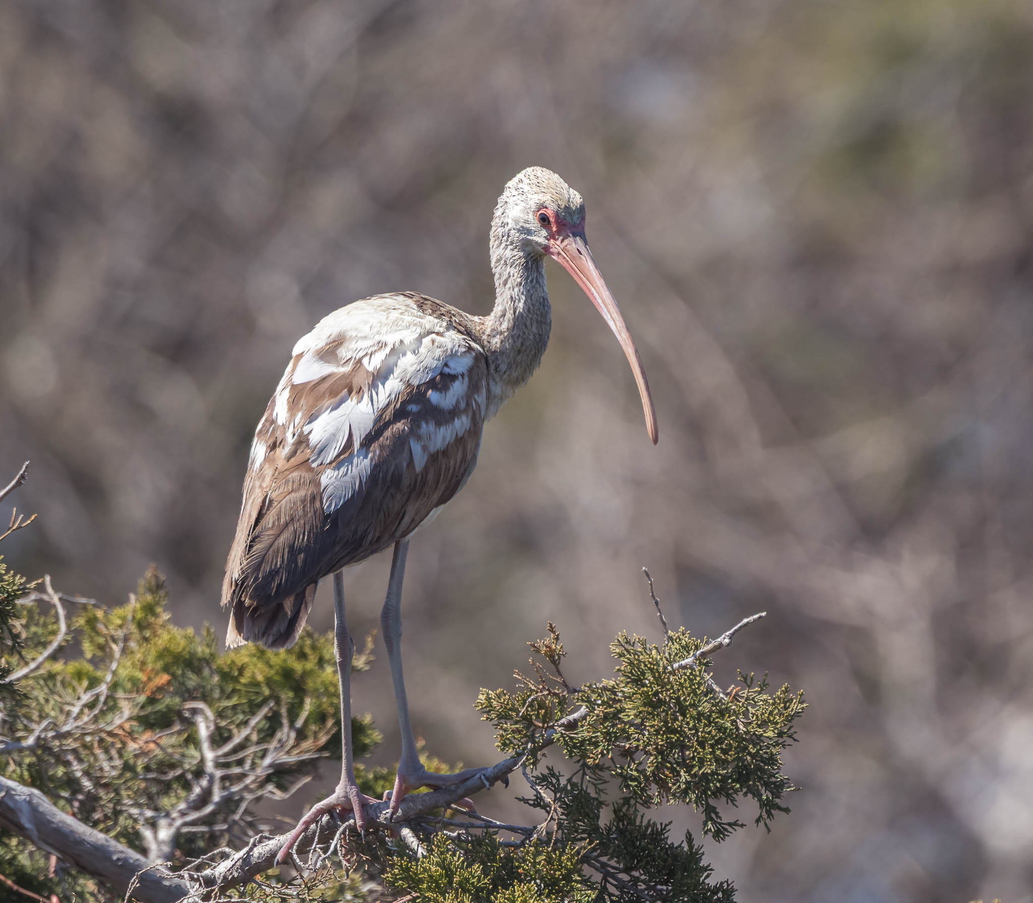 White Ibis