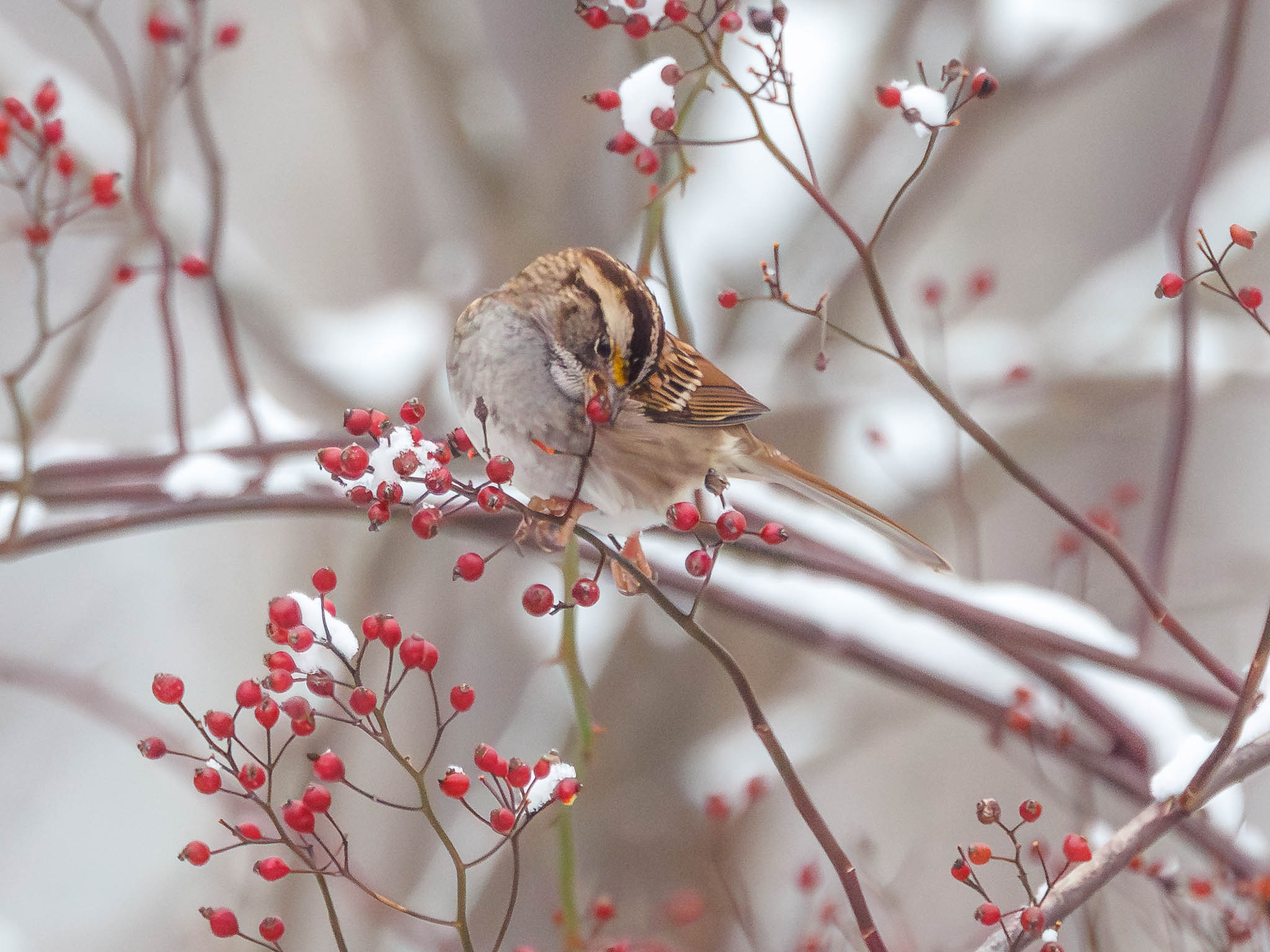 White-throated Sparrow