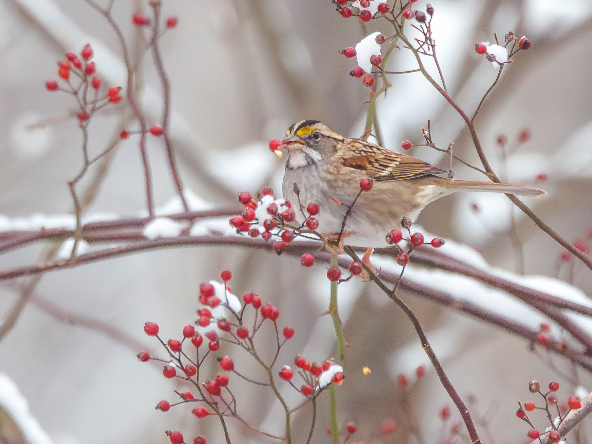 White-throated Sparrow