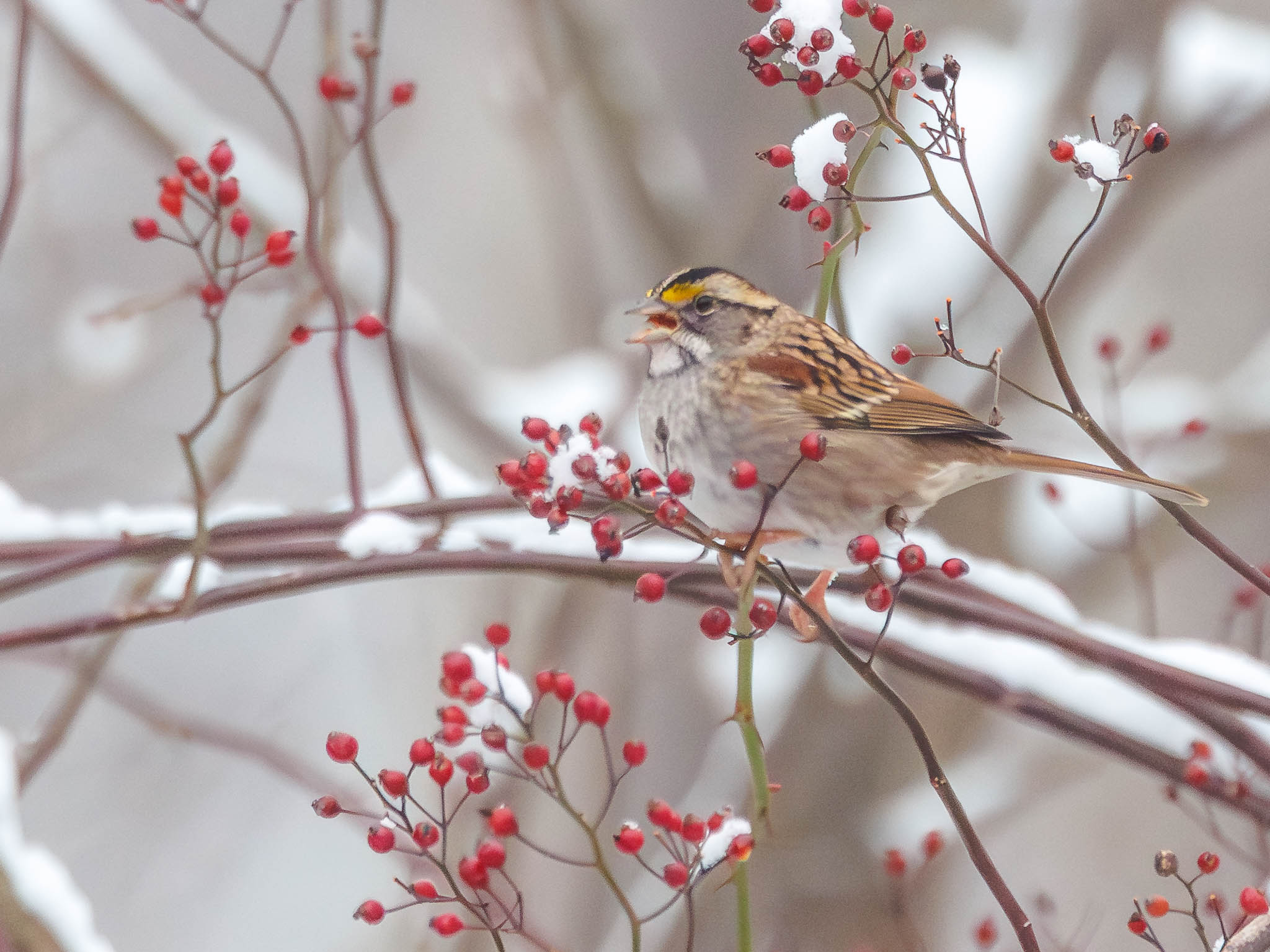 White-throated Sparrow