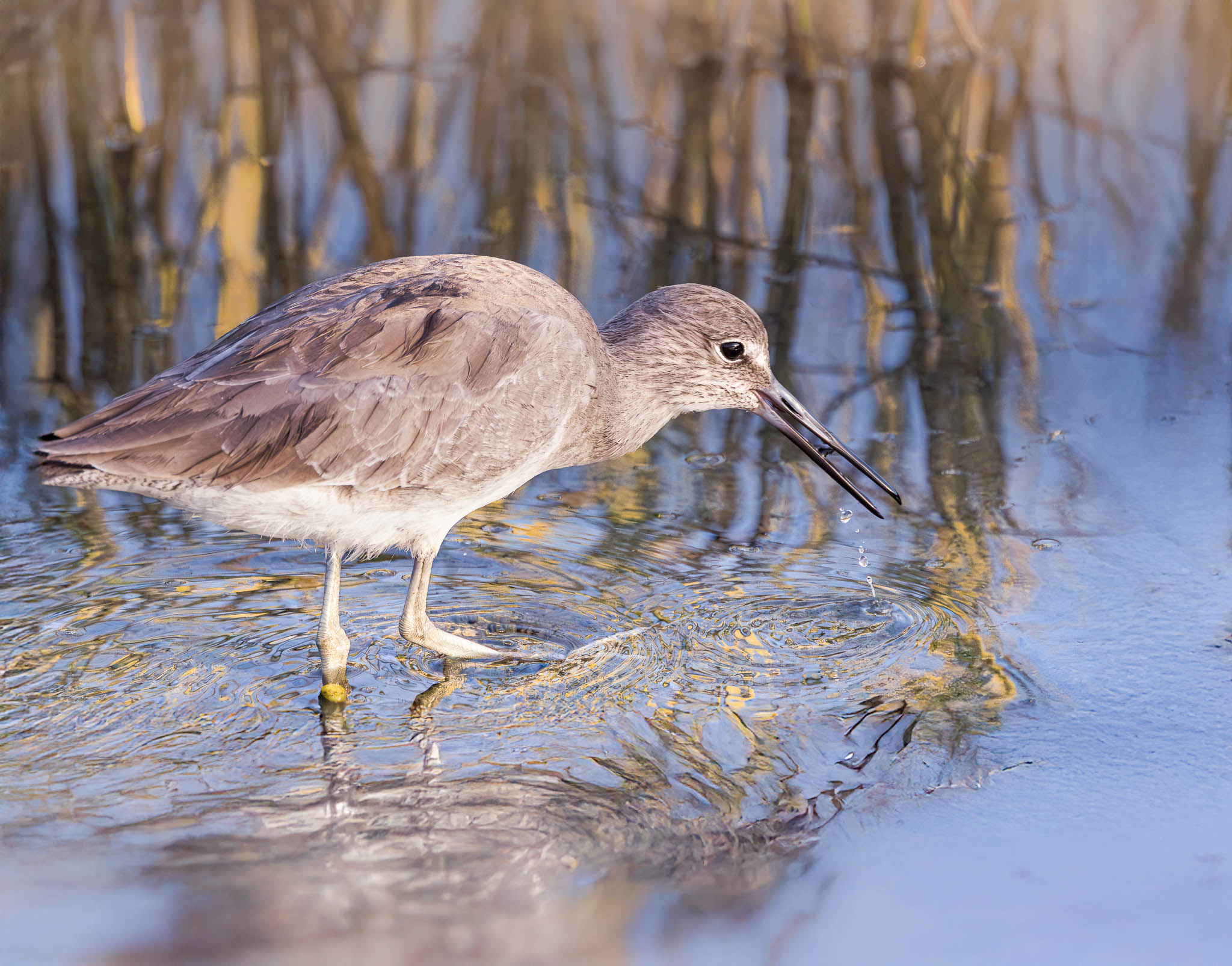 Willet