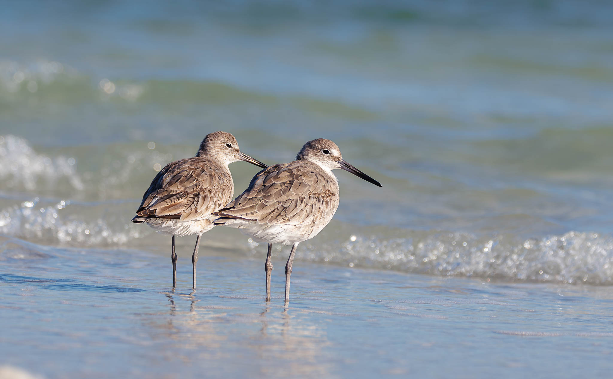 Willet