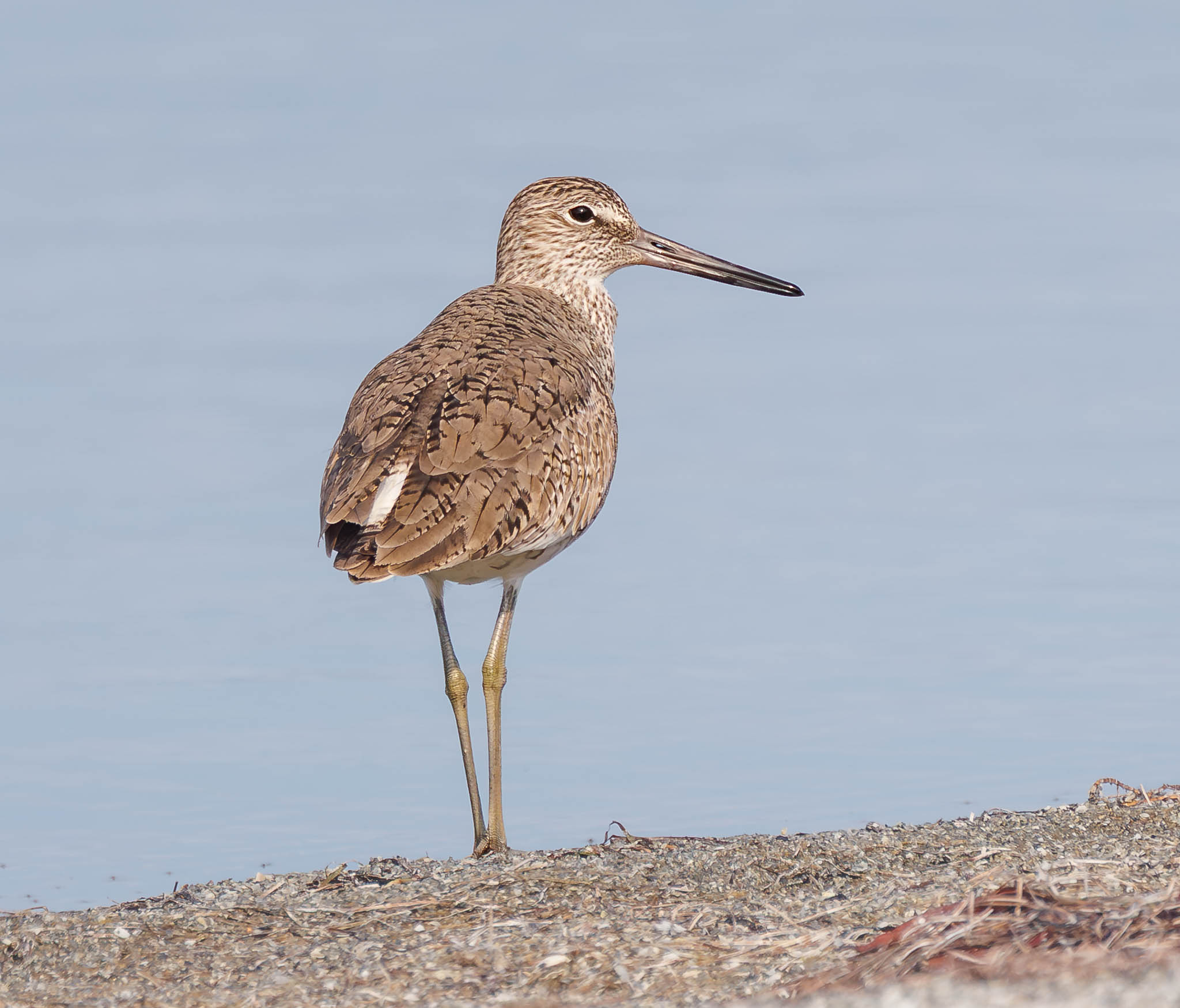 Willet