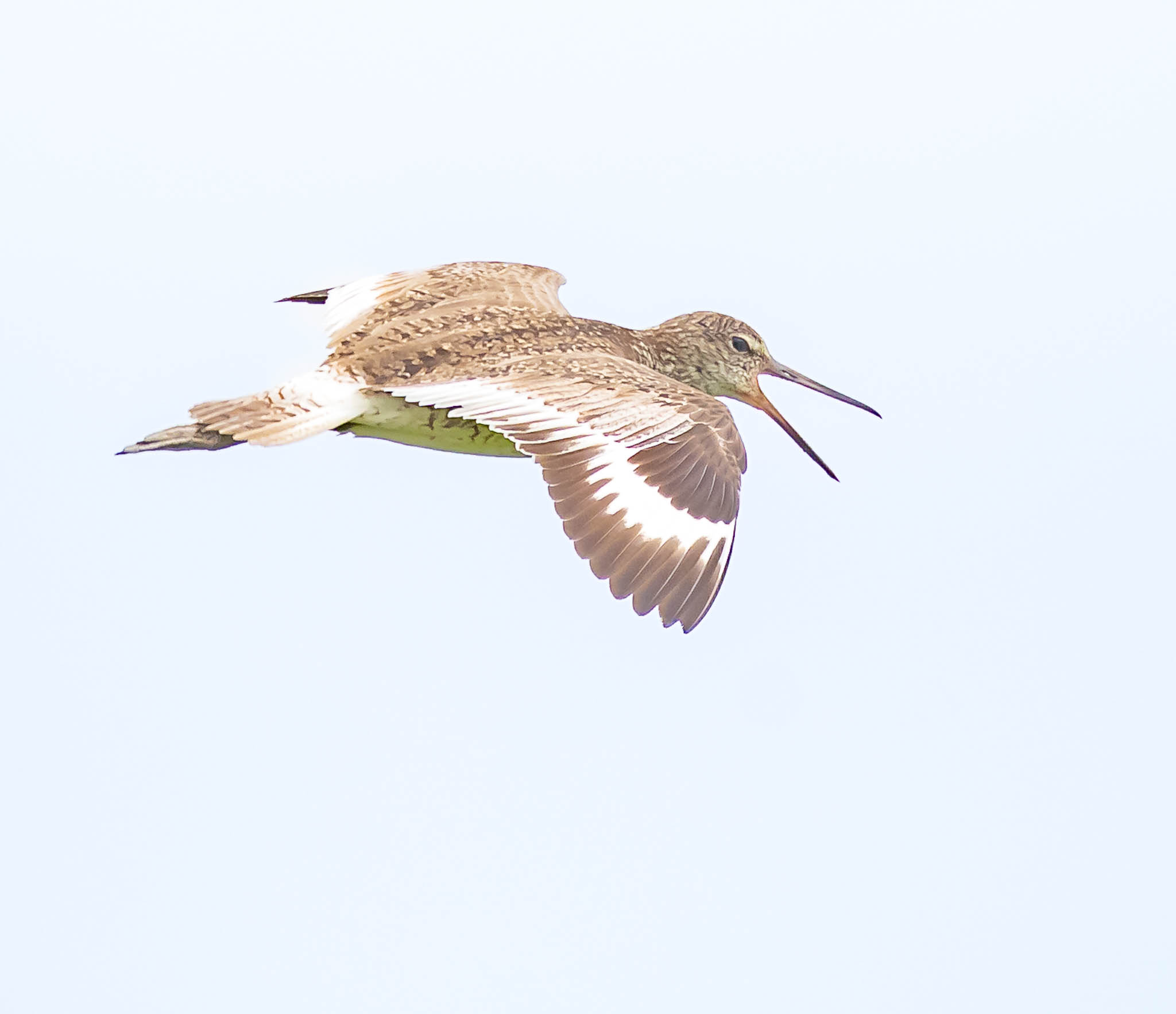 Willet
