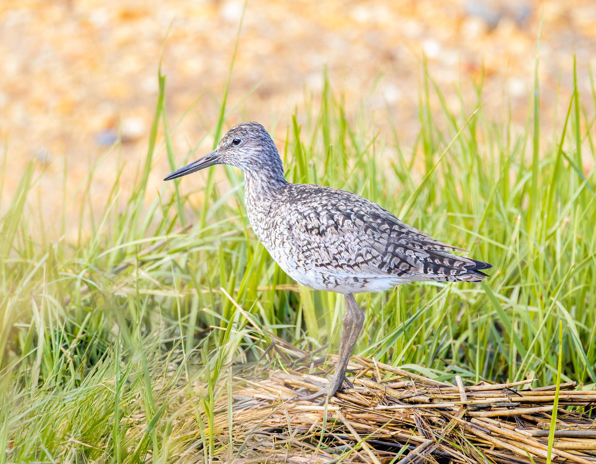Willet