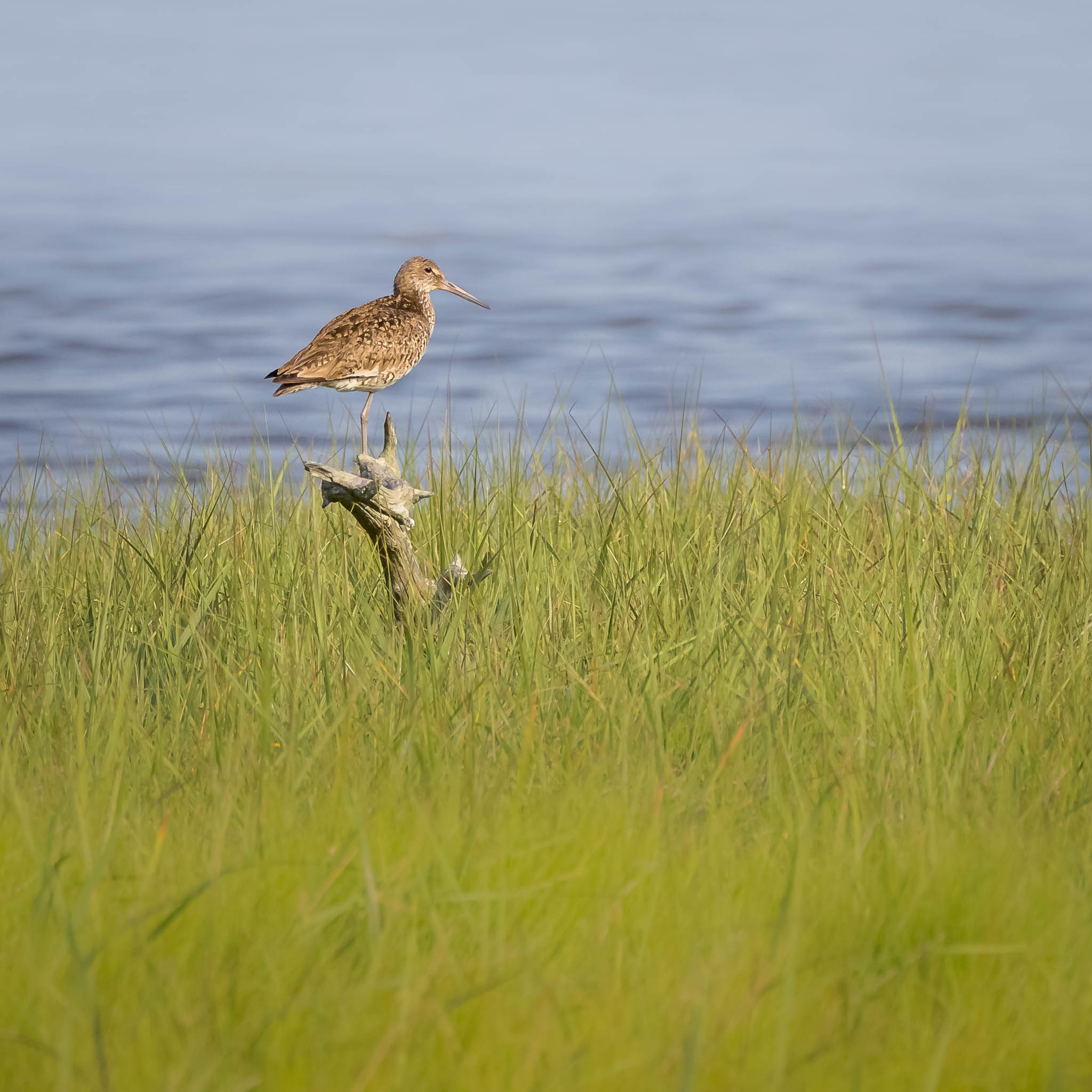 Willet