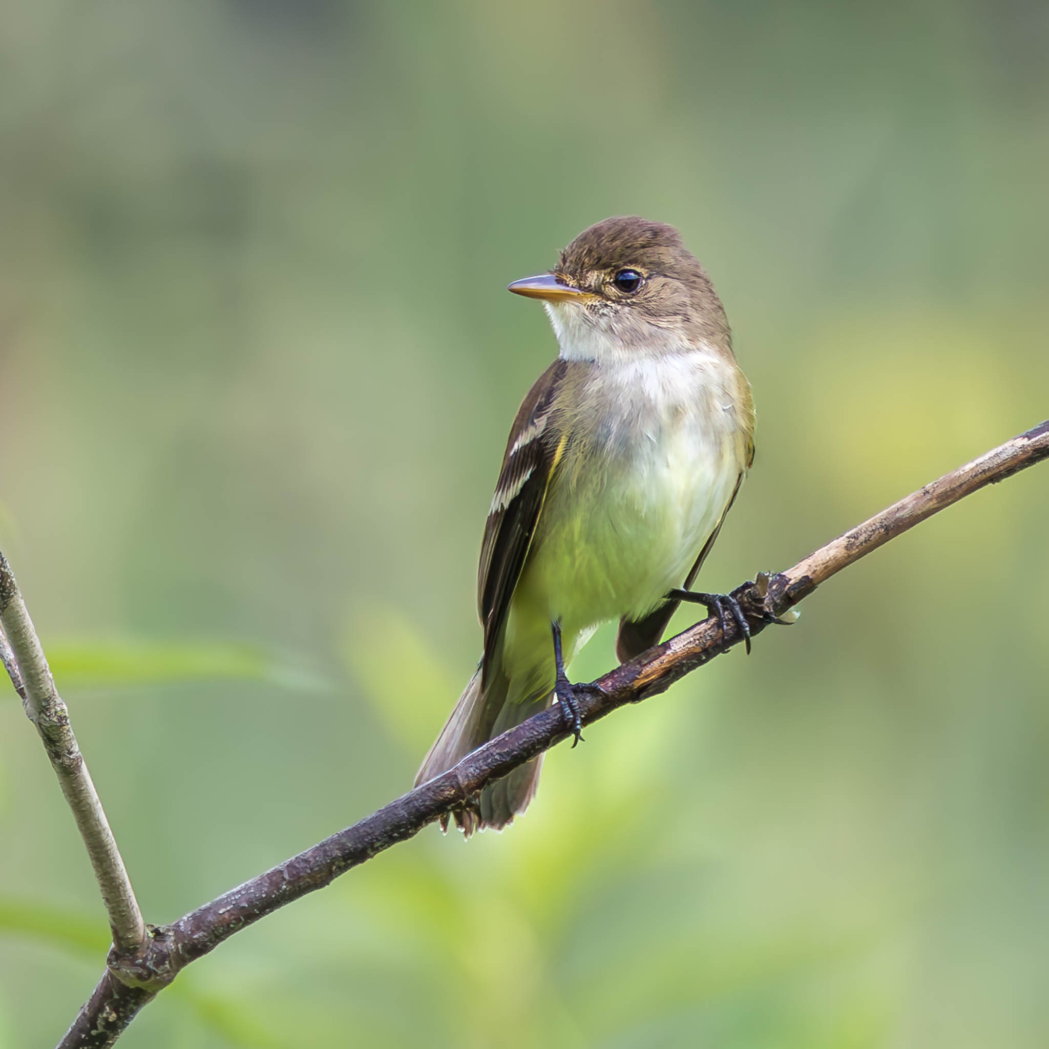 Willow Flycatcher