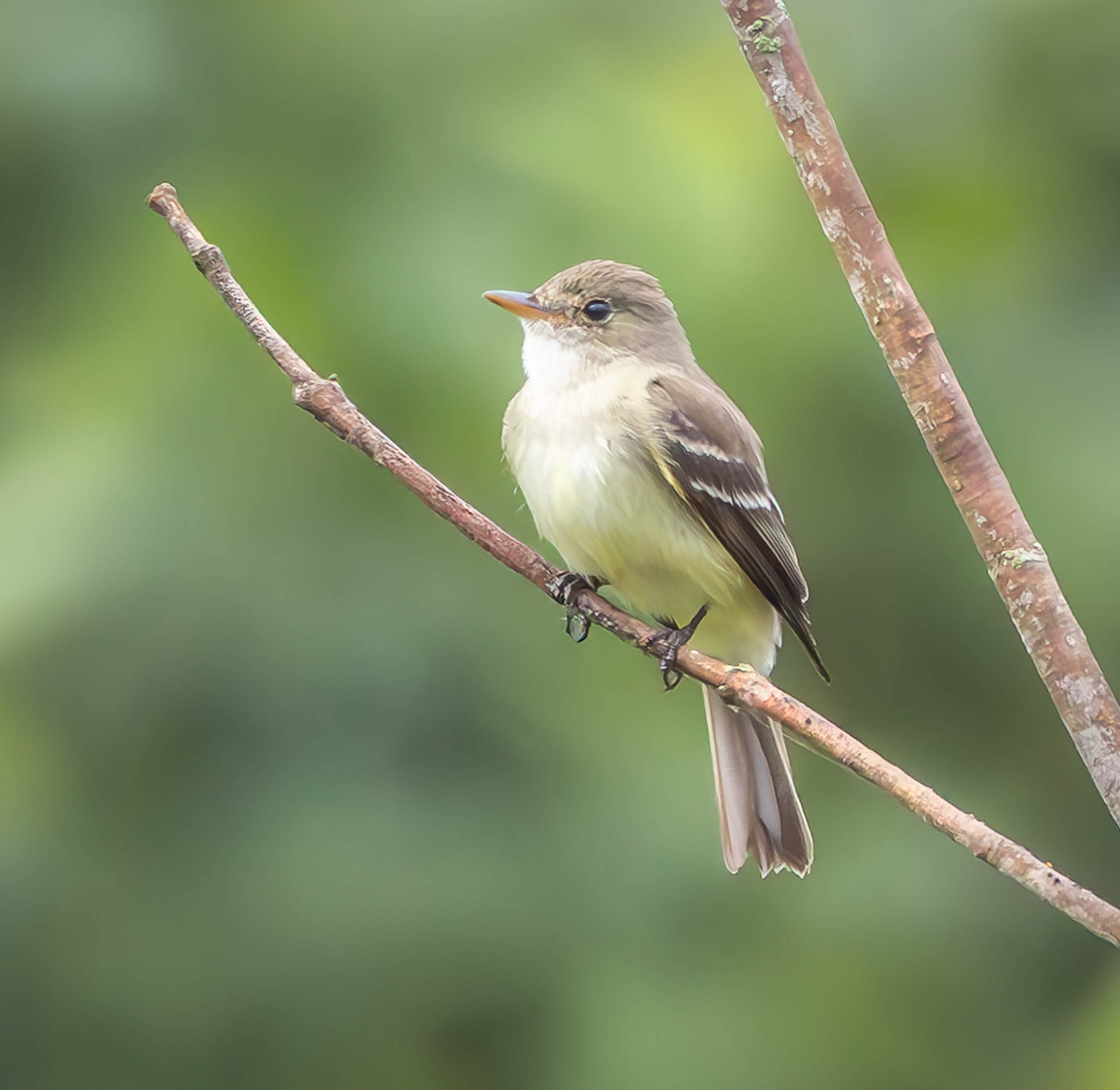 Willow Flycatcher