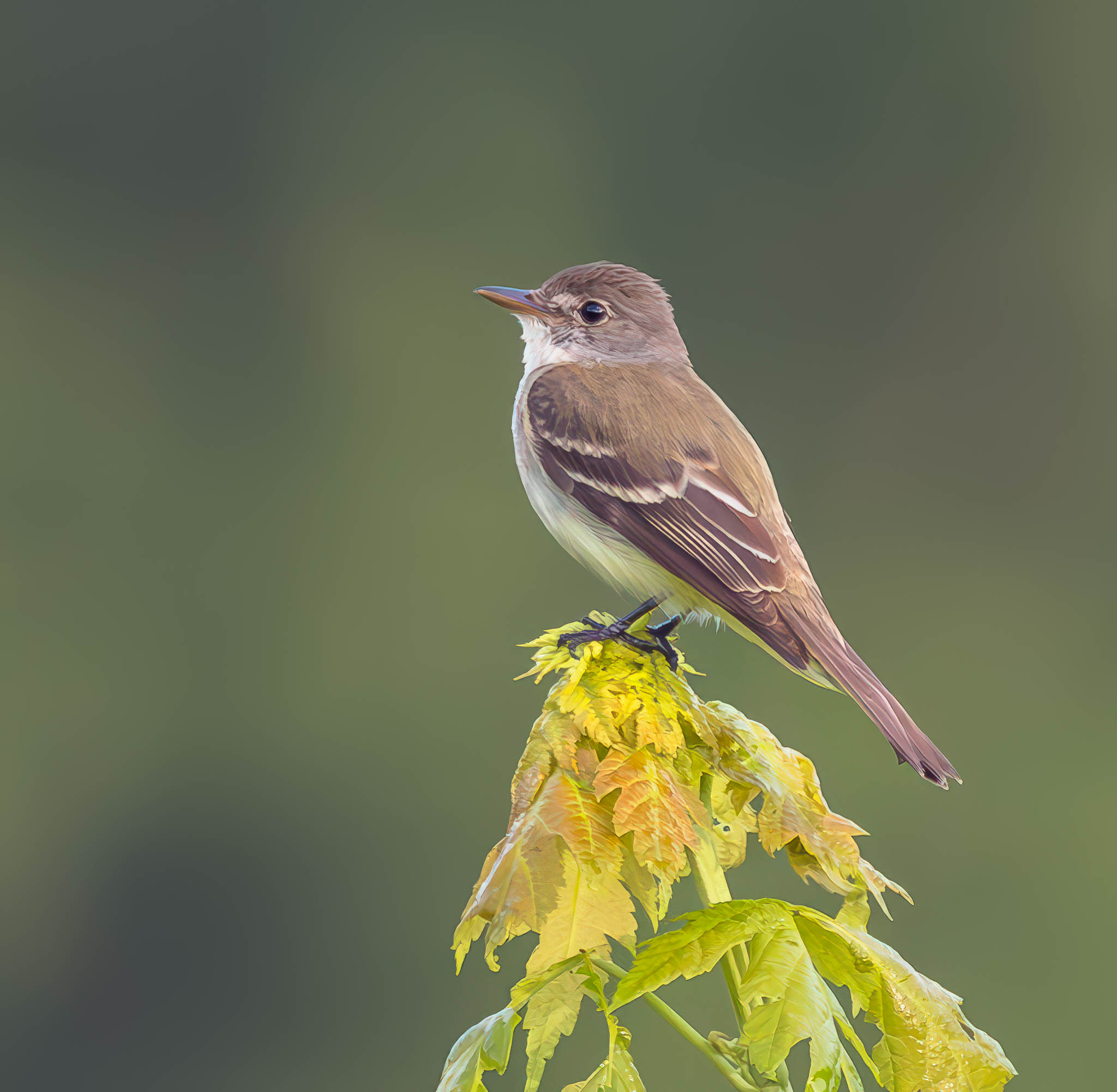 Willow Flycatcher