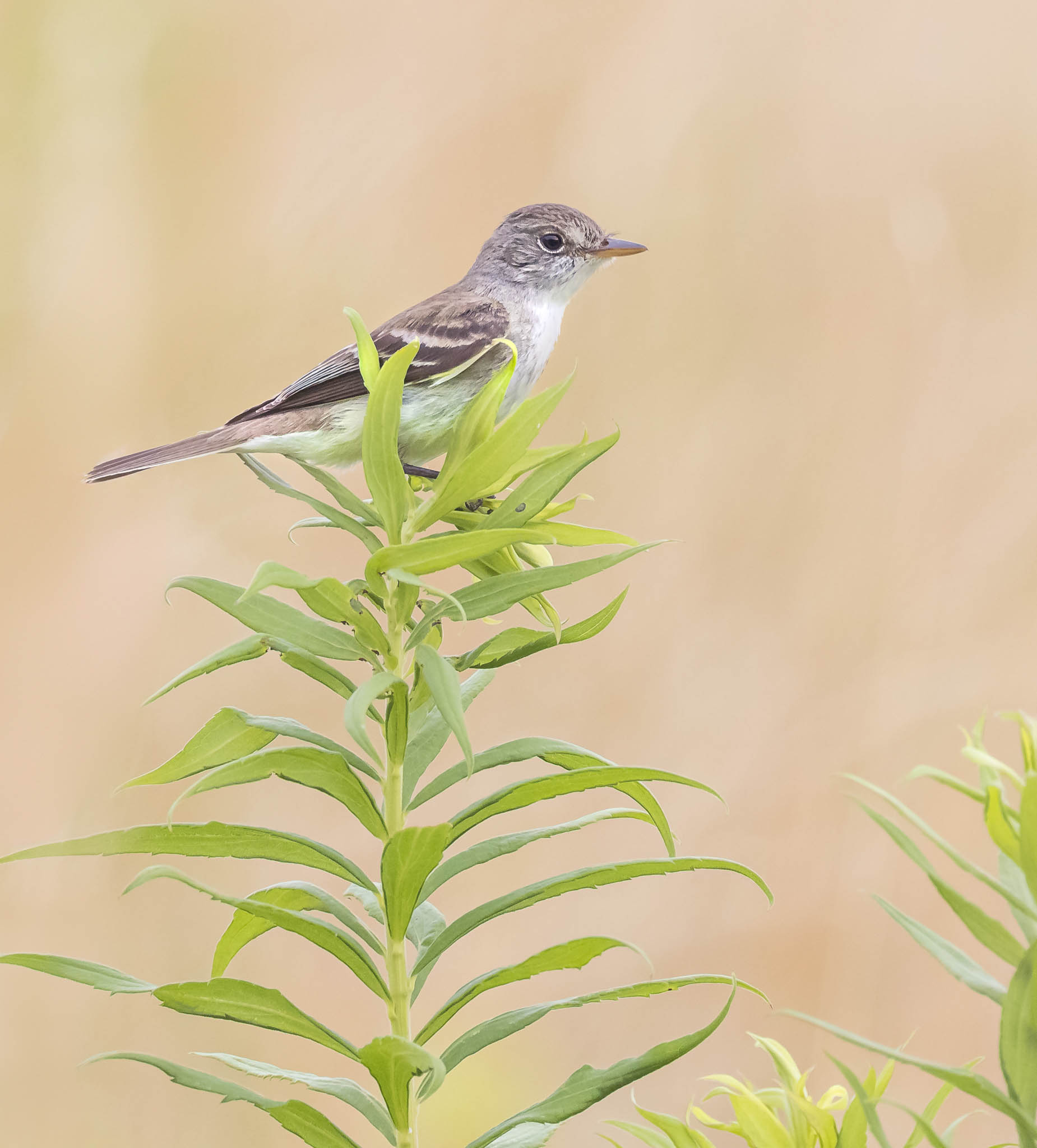 Willow Flycatcher