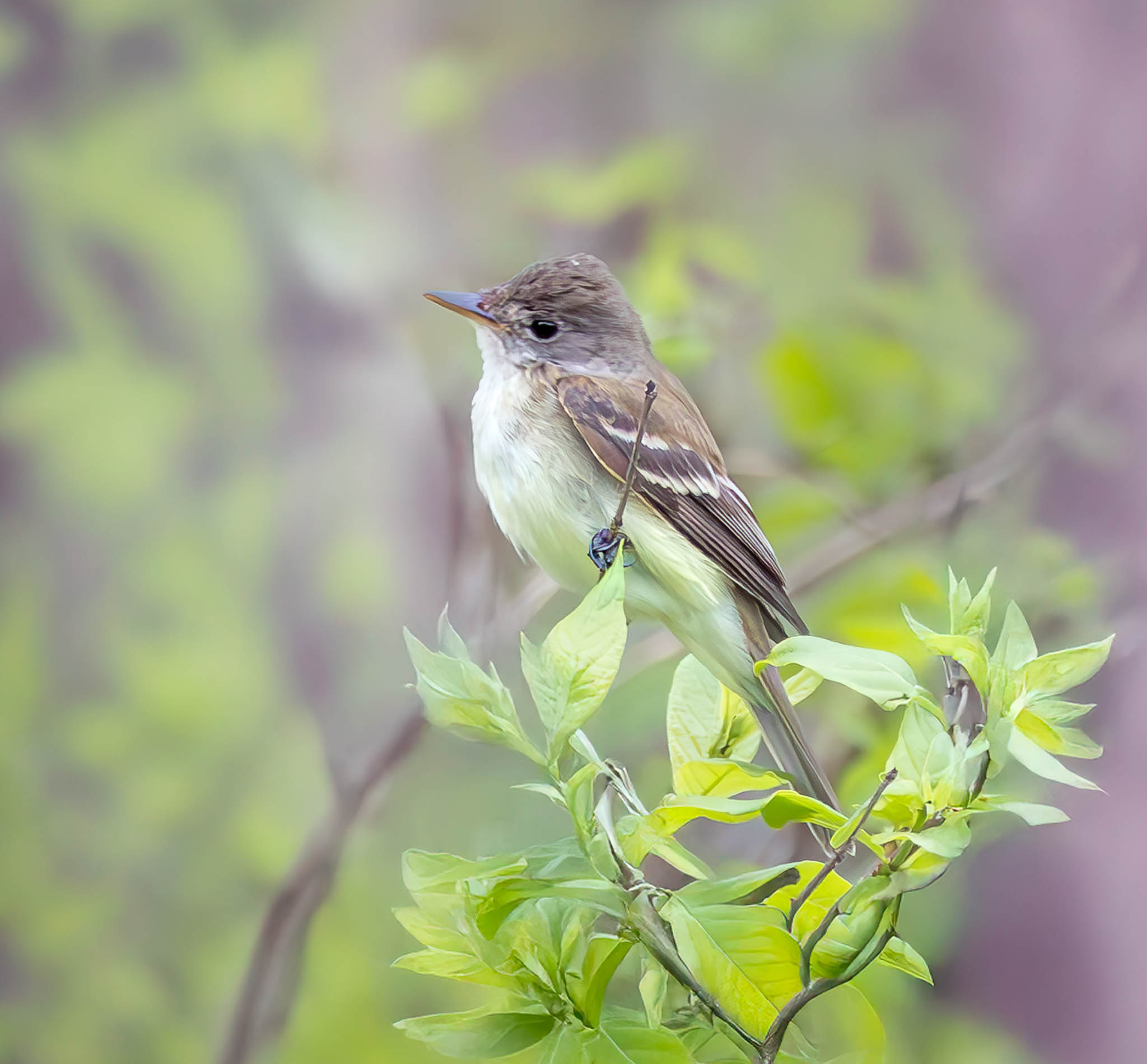 Willow Flycatcher
