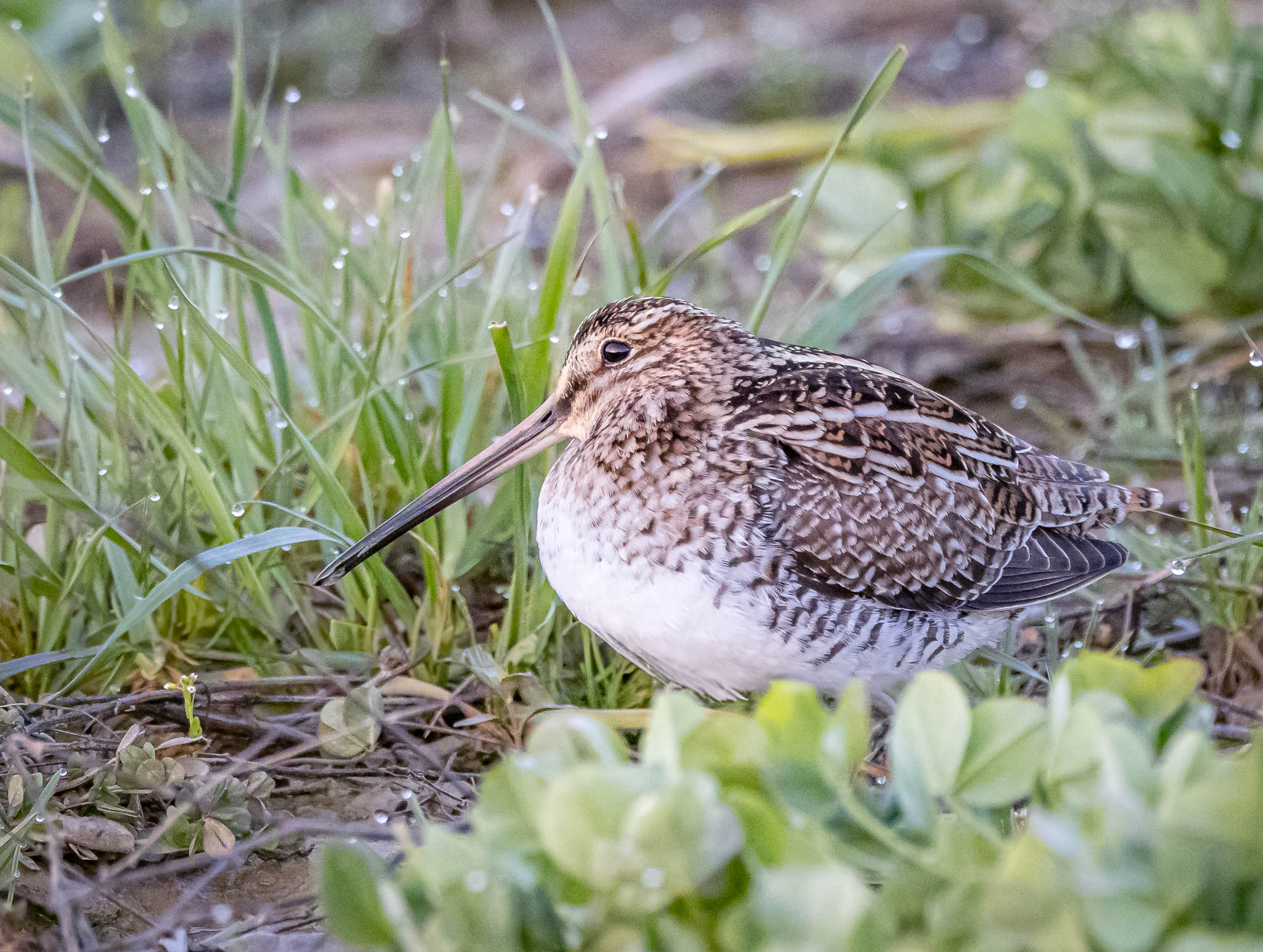 Wilson's Snipe
