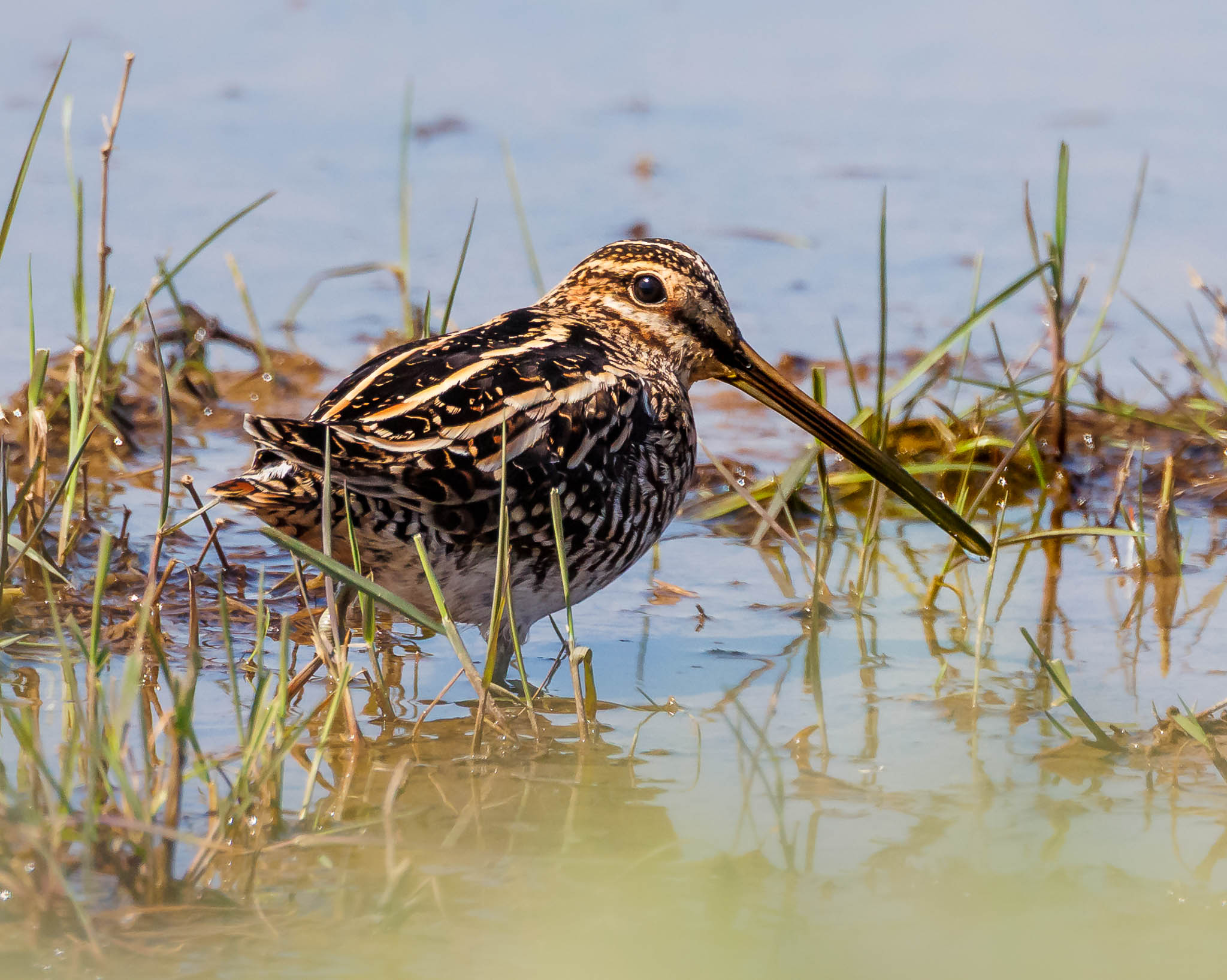 Wilson's Snipe