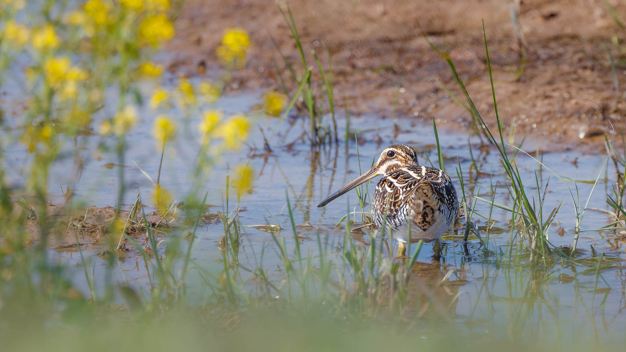 Wilson's Snipe