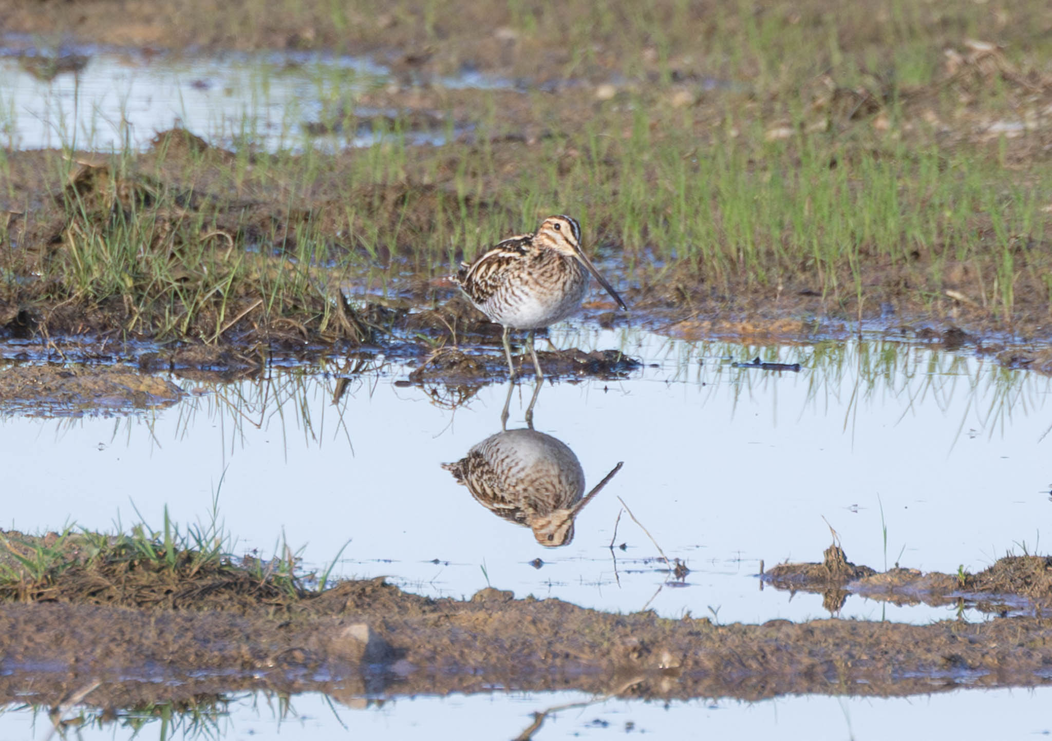 Wilson's Snipe