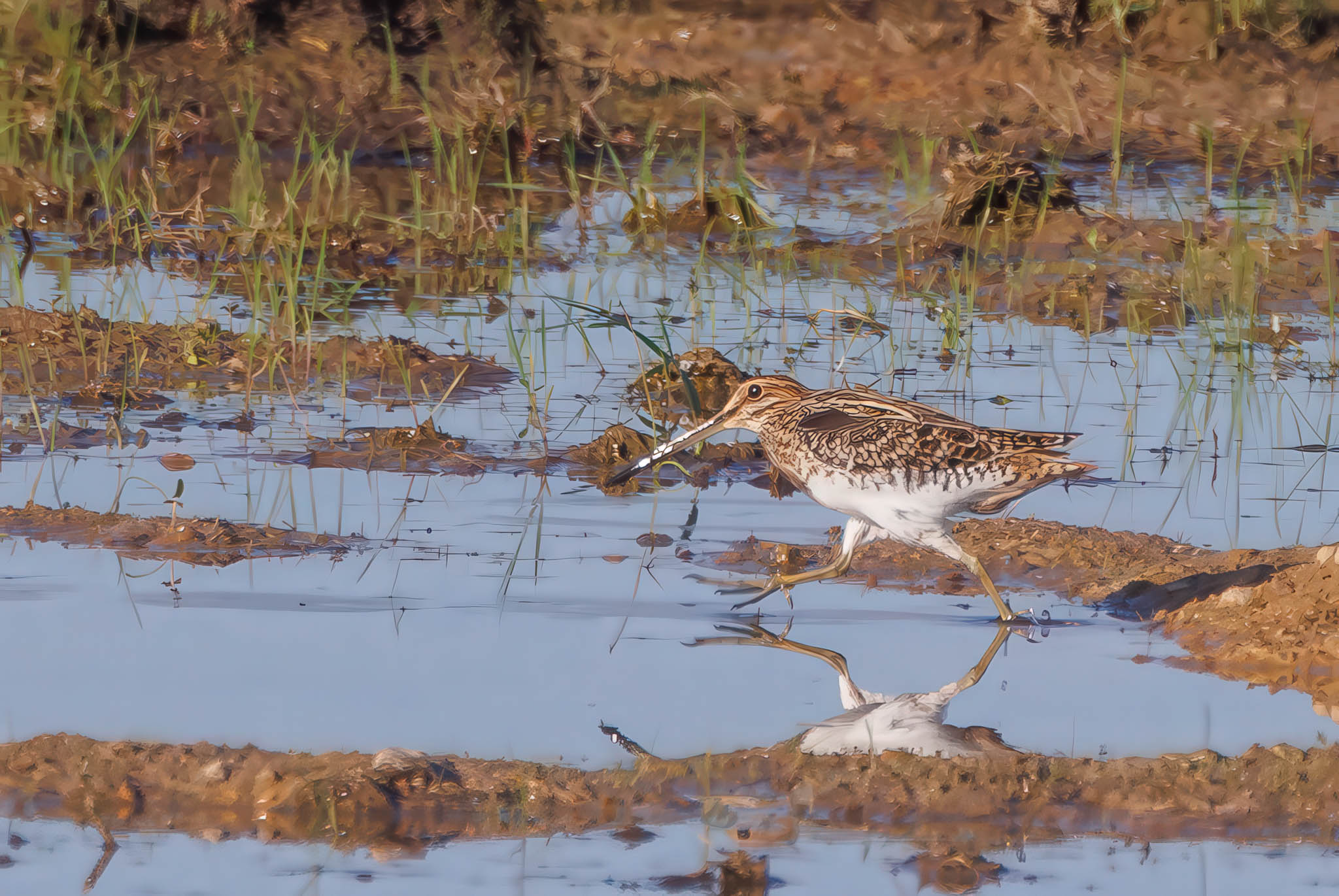 Wilson's Snipe