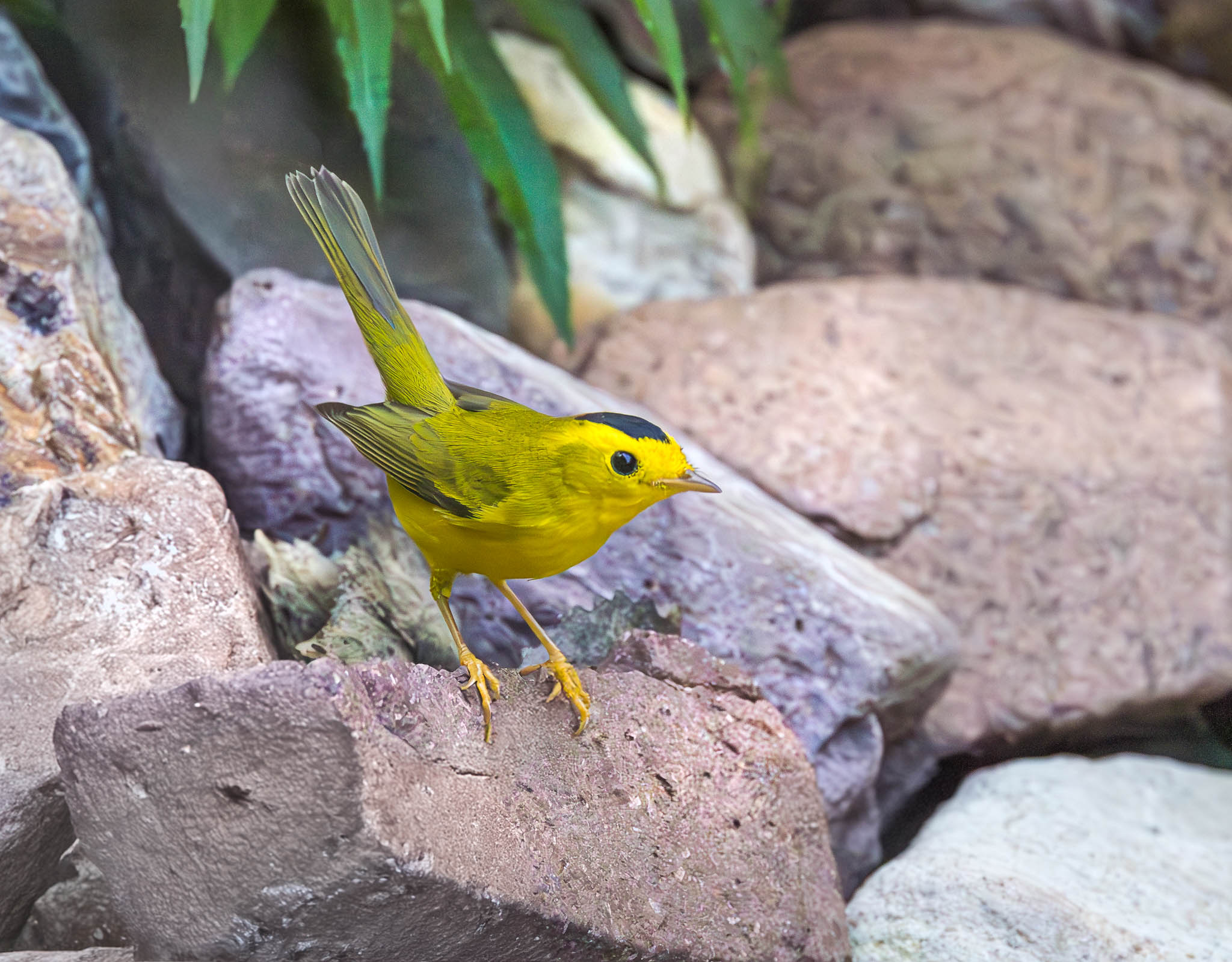Wilson's Warbler