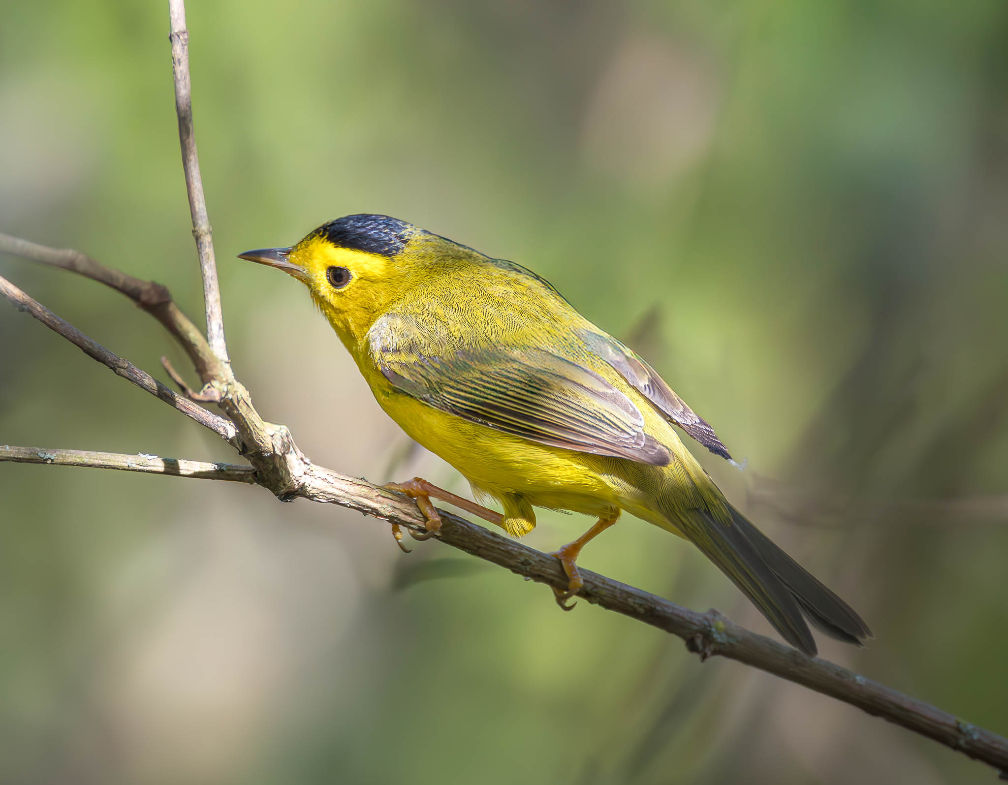 Wilson's Warbler