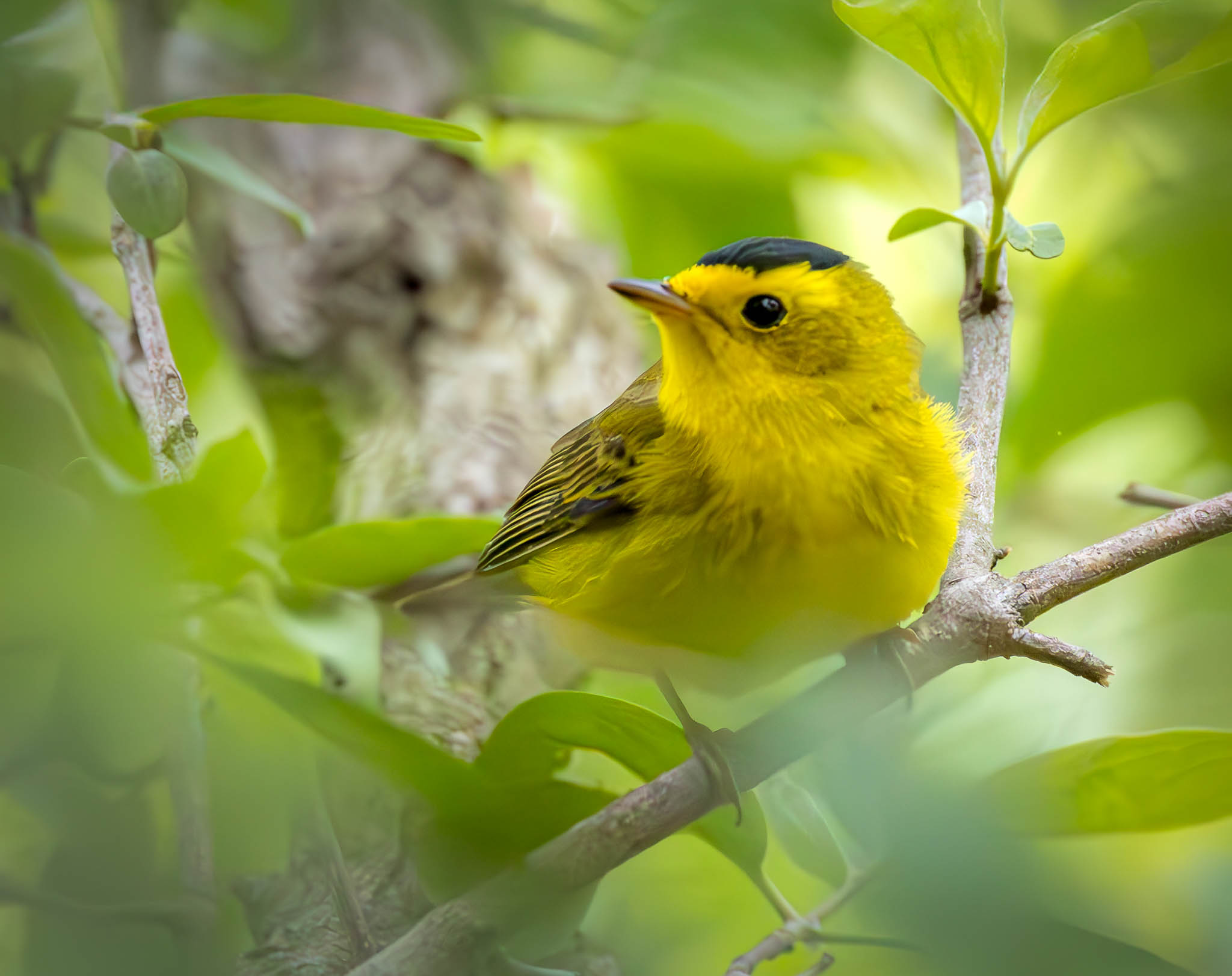 Wilson's Warbler