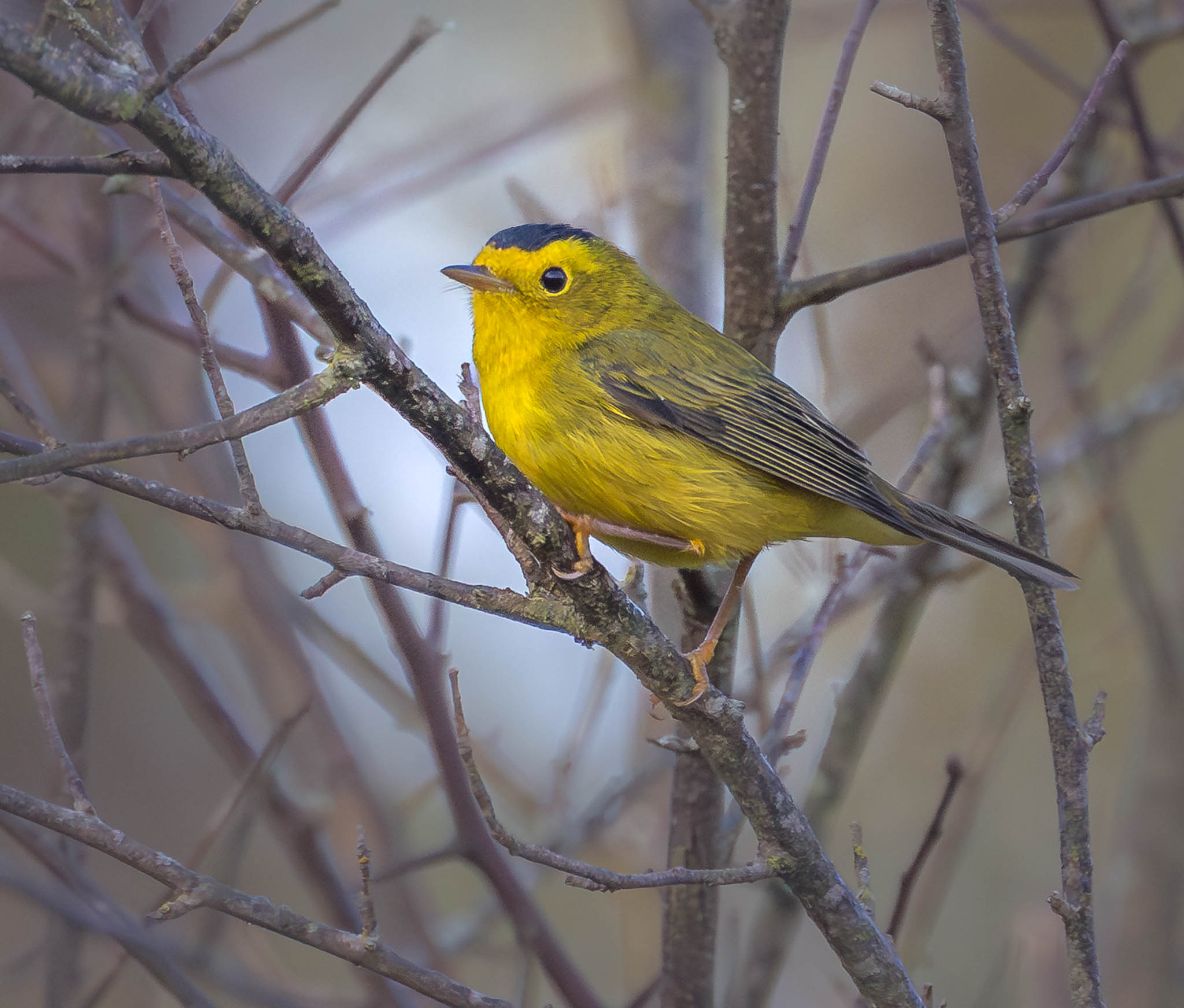 Wilson's Warbler