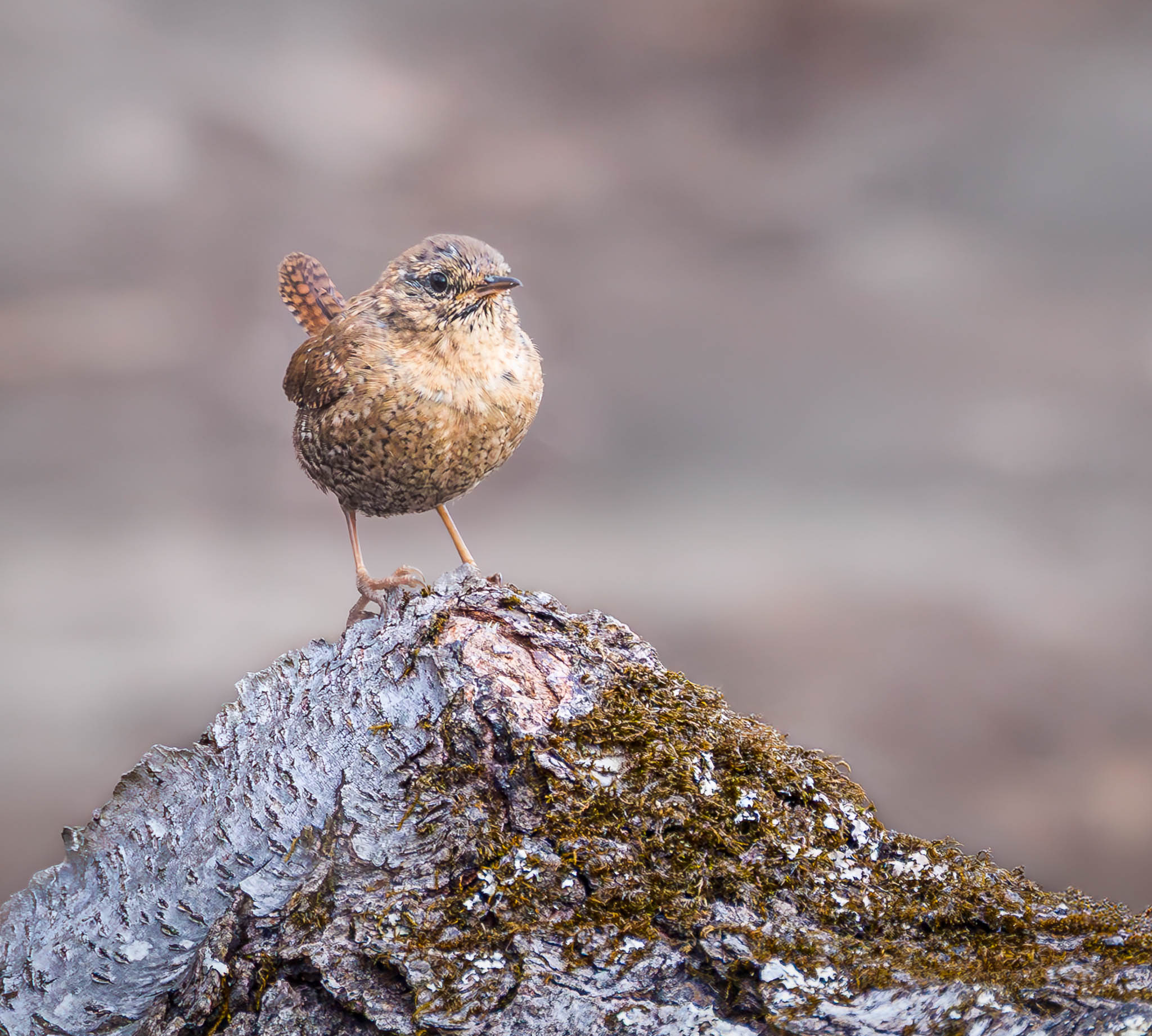 Winter Wren