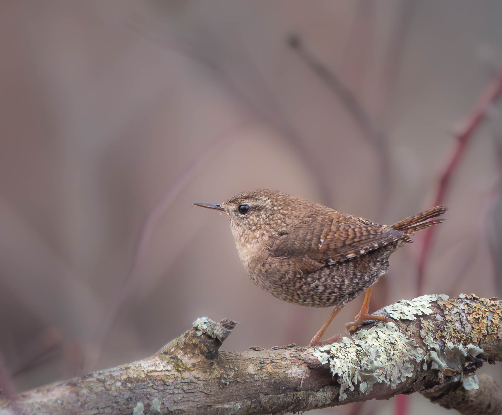 Winter Wren