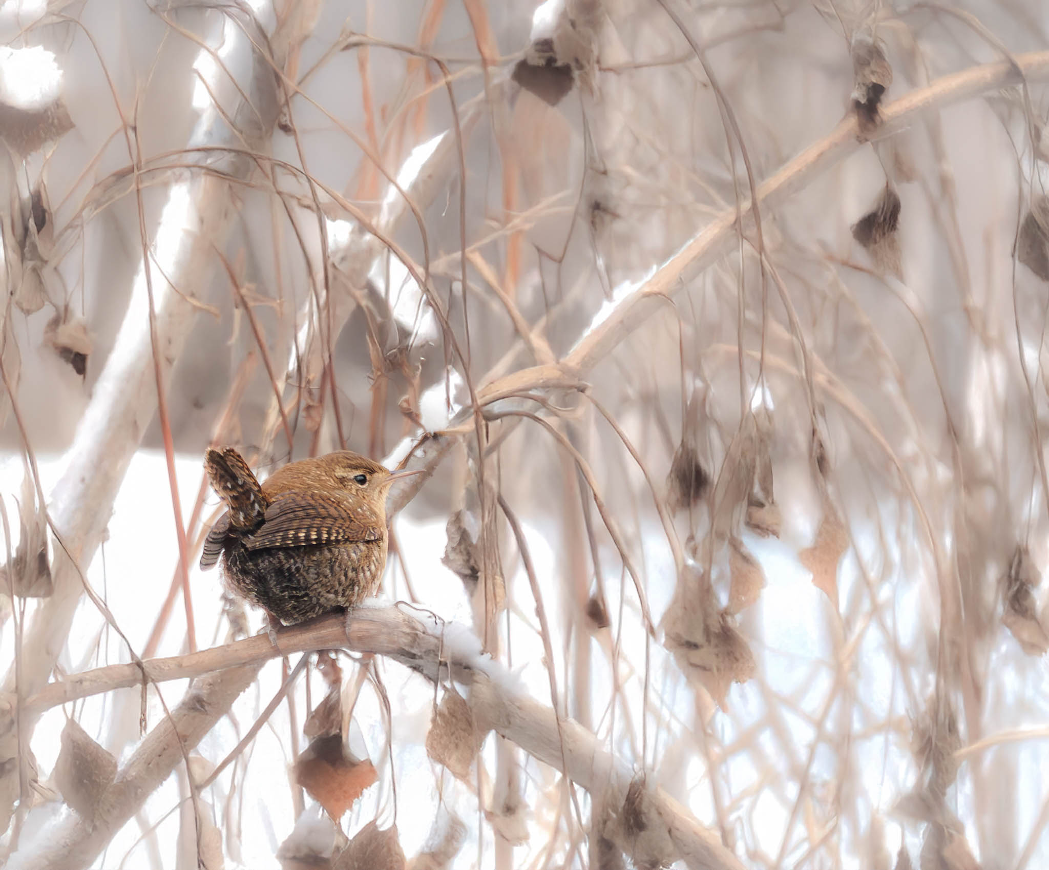 Winter Wren