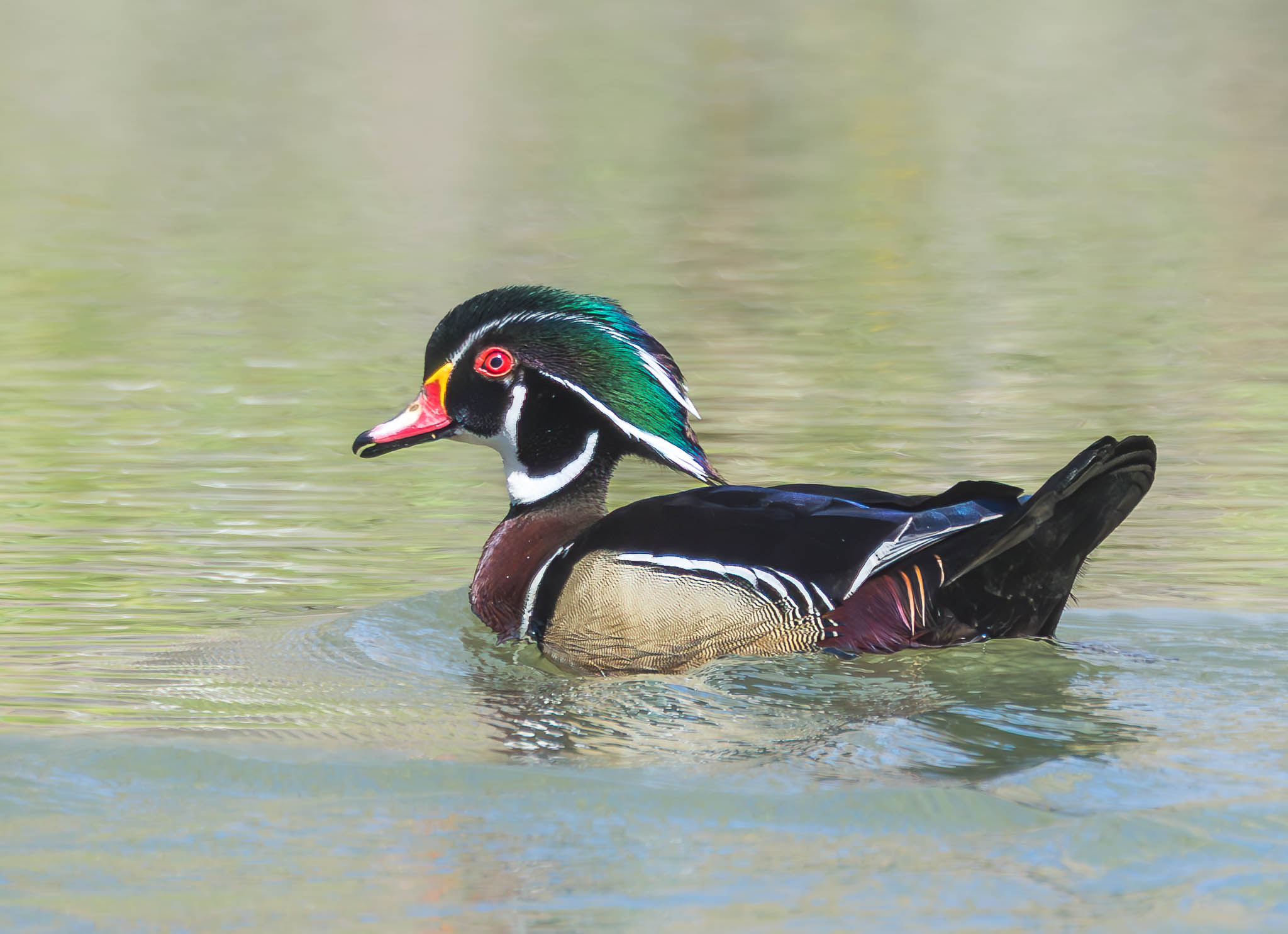 Wood Duck