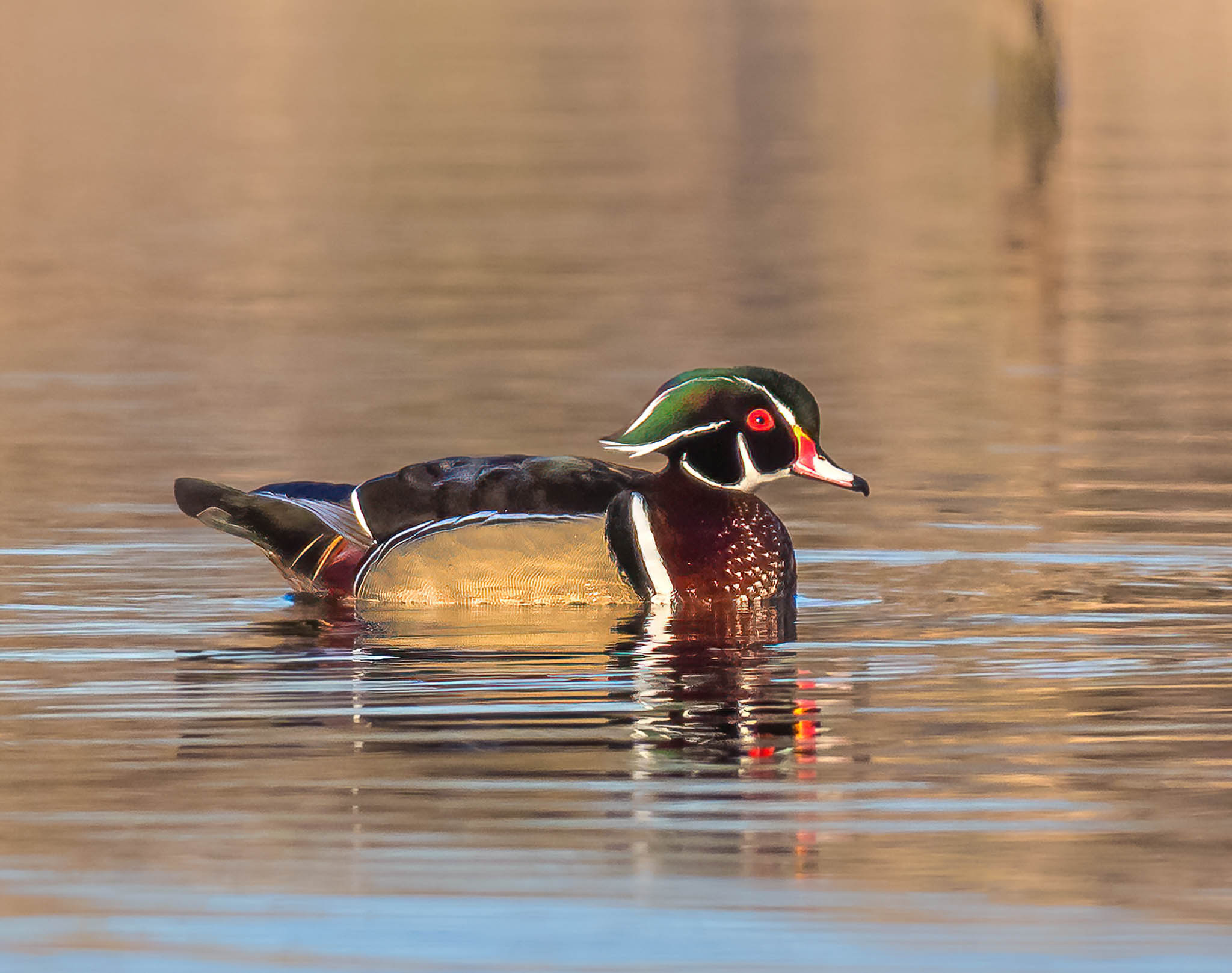 Wood Duck